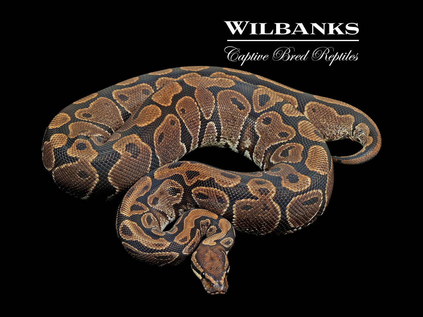 100% Het. Albino (Proven Breeder) Ball Python ♀ '17