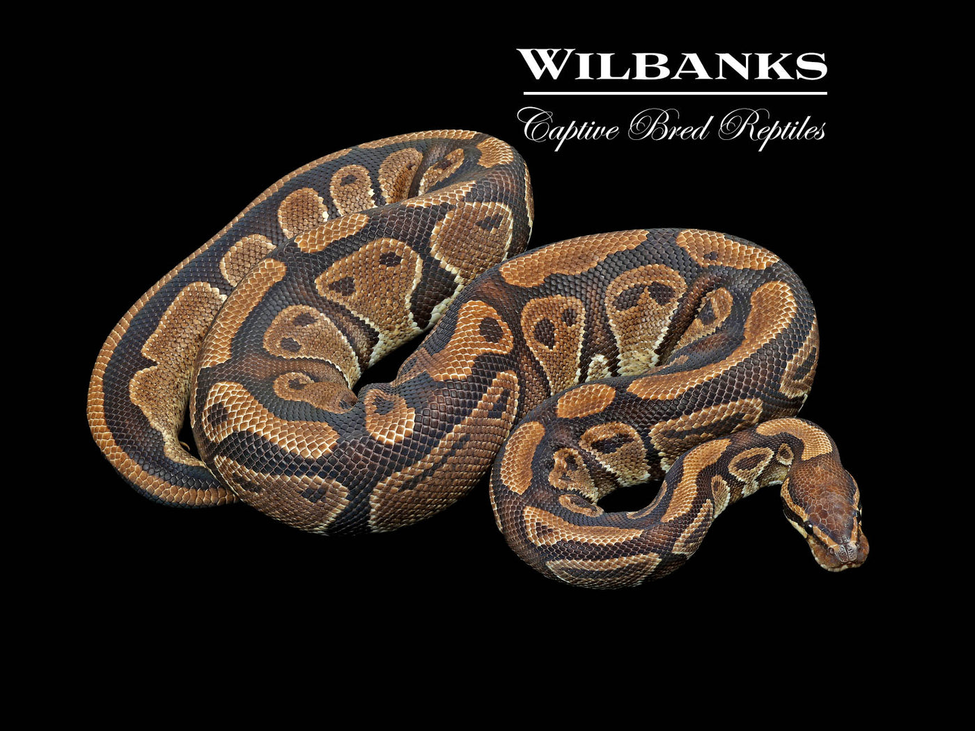100% Het. Lavender Albino (Proven Breeder) Ball Python ♀ '17