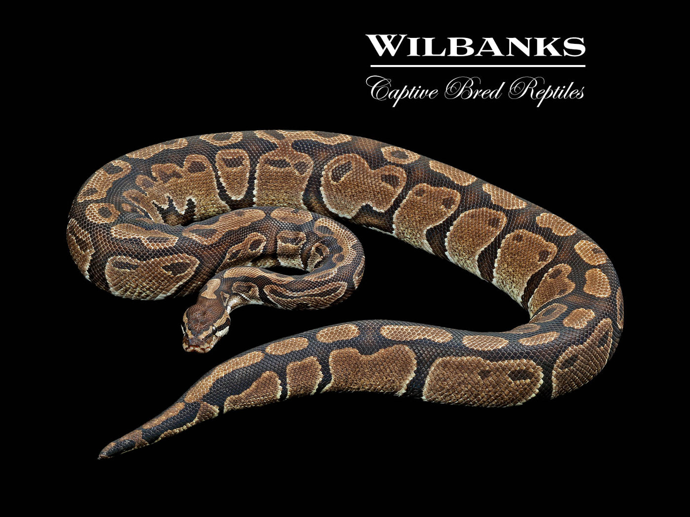 100% Het. Lavender Albino (Proven Breeder) Ball Python ♀ '18