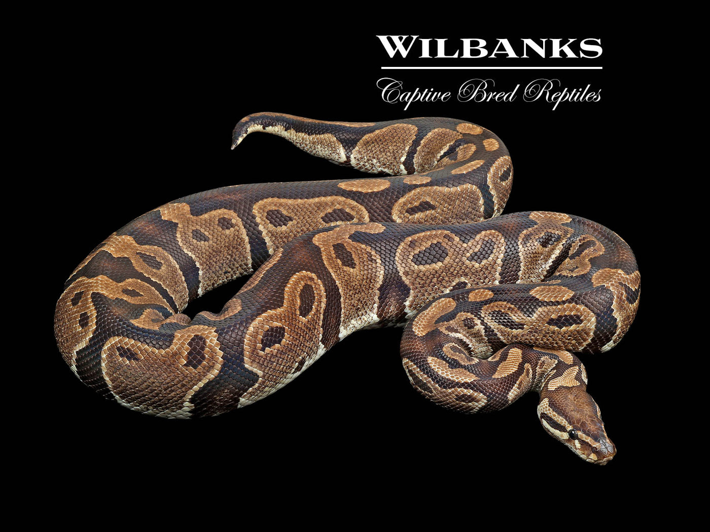 100% Het. Piebald (Proven Breeder) Ball Python ♀ '17