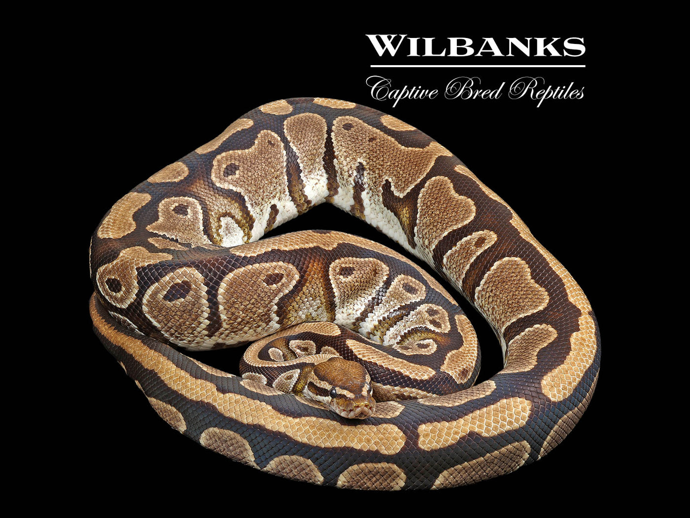 100% Het. Piebald (Proven Breeder) Ball Python ♀ '17
