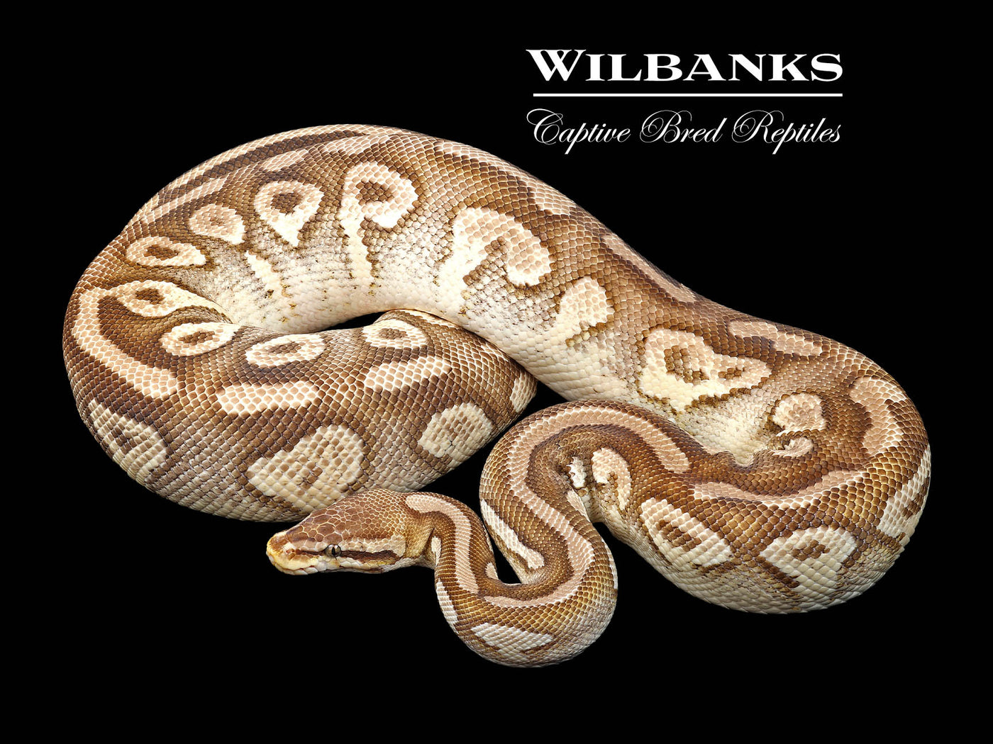 Pastel Butter Yellow Belly (Proven Breeder) Ball Python ♀ '18