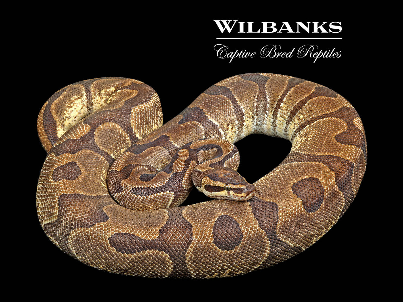 Enchi 100% Het. Piebald (Proven Breeder) Ball Python ♀ '17