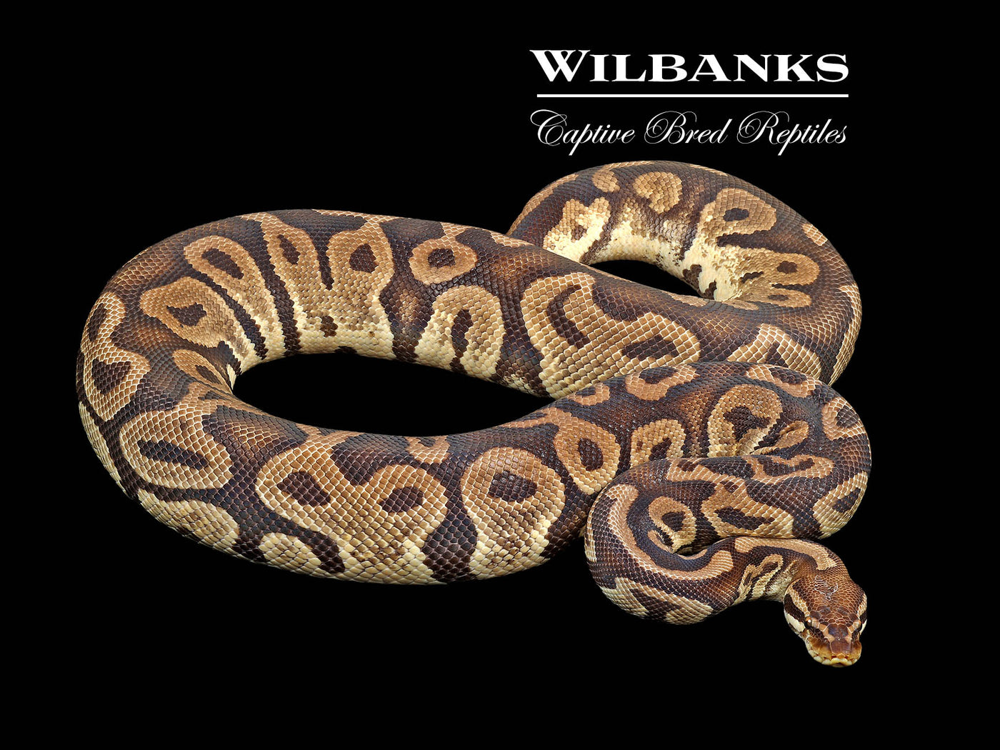 Pastel 100% Het. Piebald (Proven Breeder) Ball Python ♀ '17