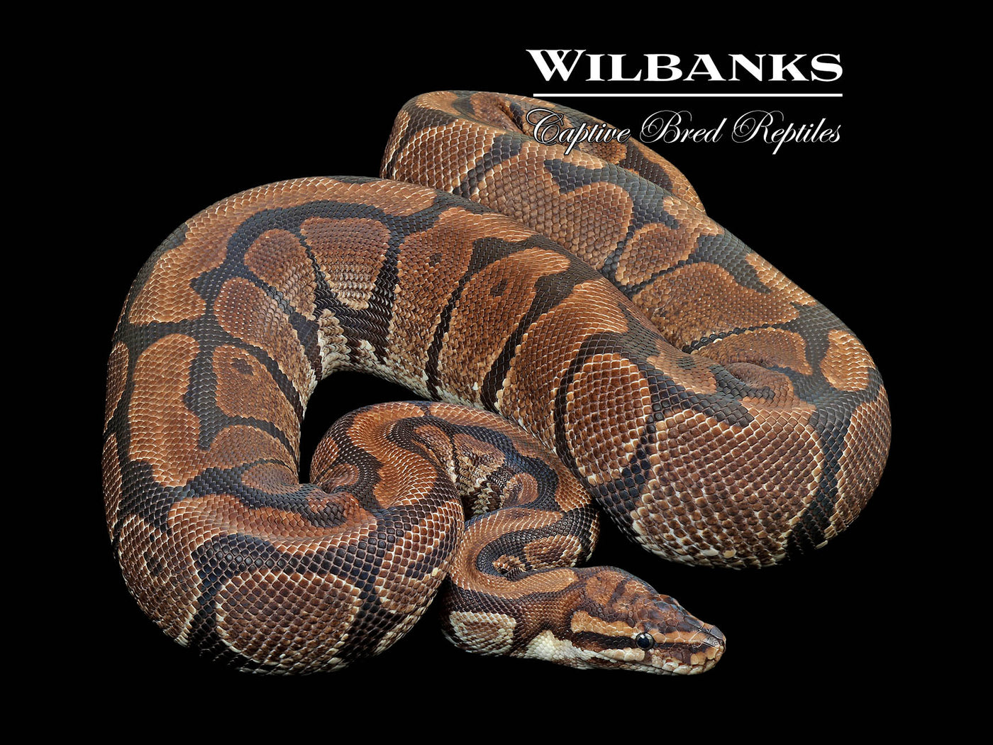 Spotnose (Proven Breeder) Ball Python ♀ '17