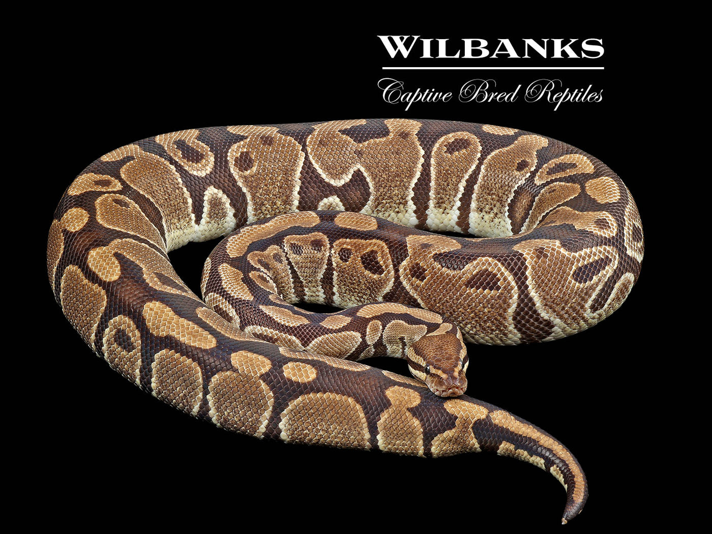 100% Het. Clown (Proven Breeder) Ball Python ♀ '17