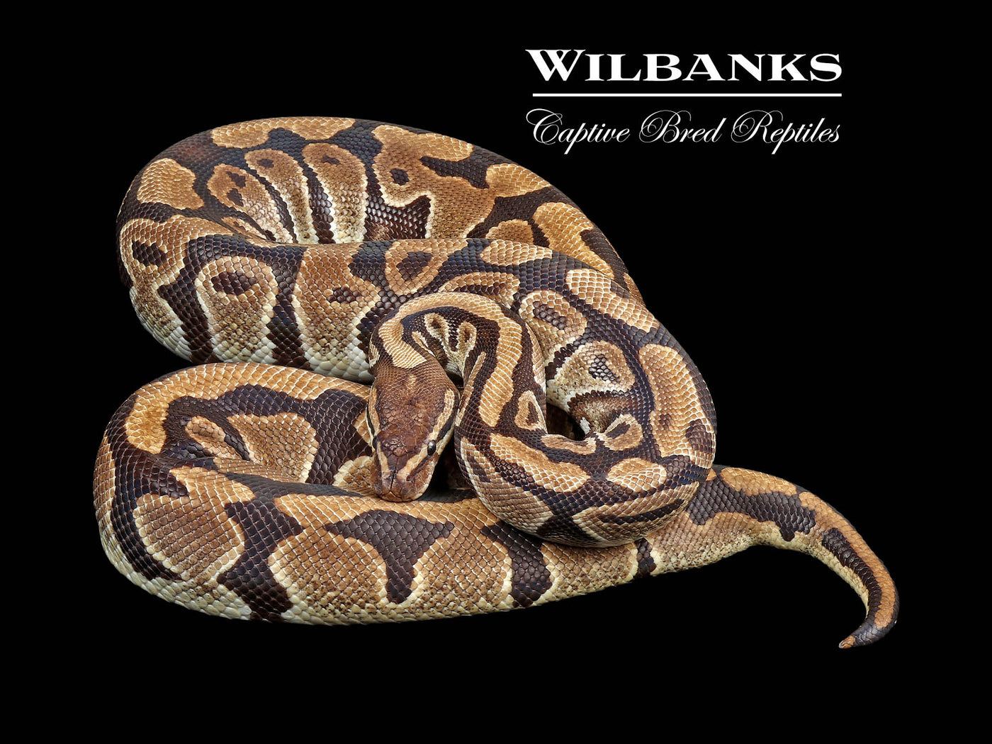 100% Het. Clown (Proven Breeder) Ball Python ♀ '17