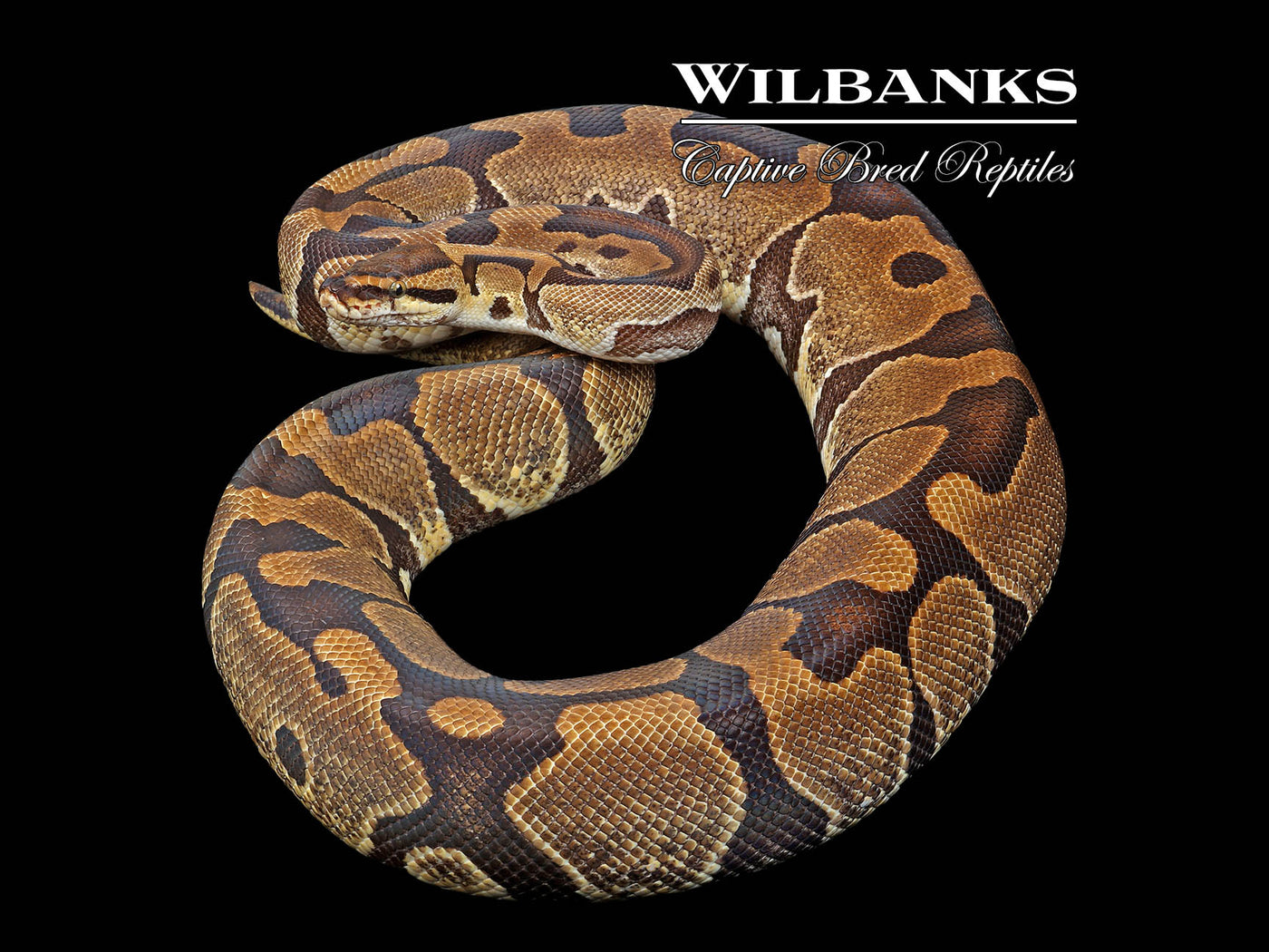 Enchi 100% Het. Clown (Proven Breeder) Ball Python ♀ '18