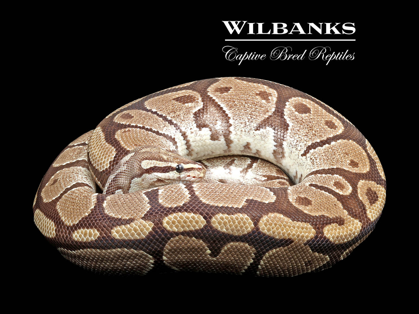 Fire (Proven Breeder) Ball Python ♀ '17