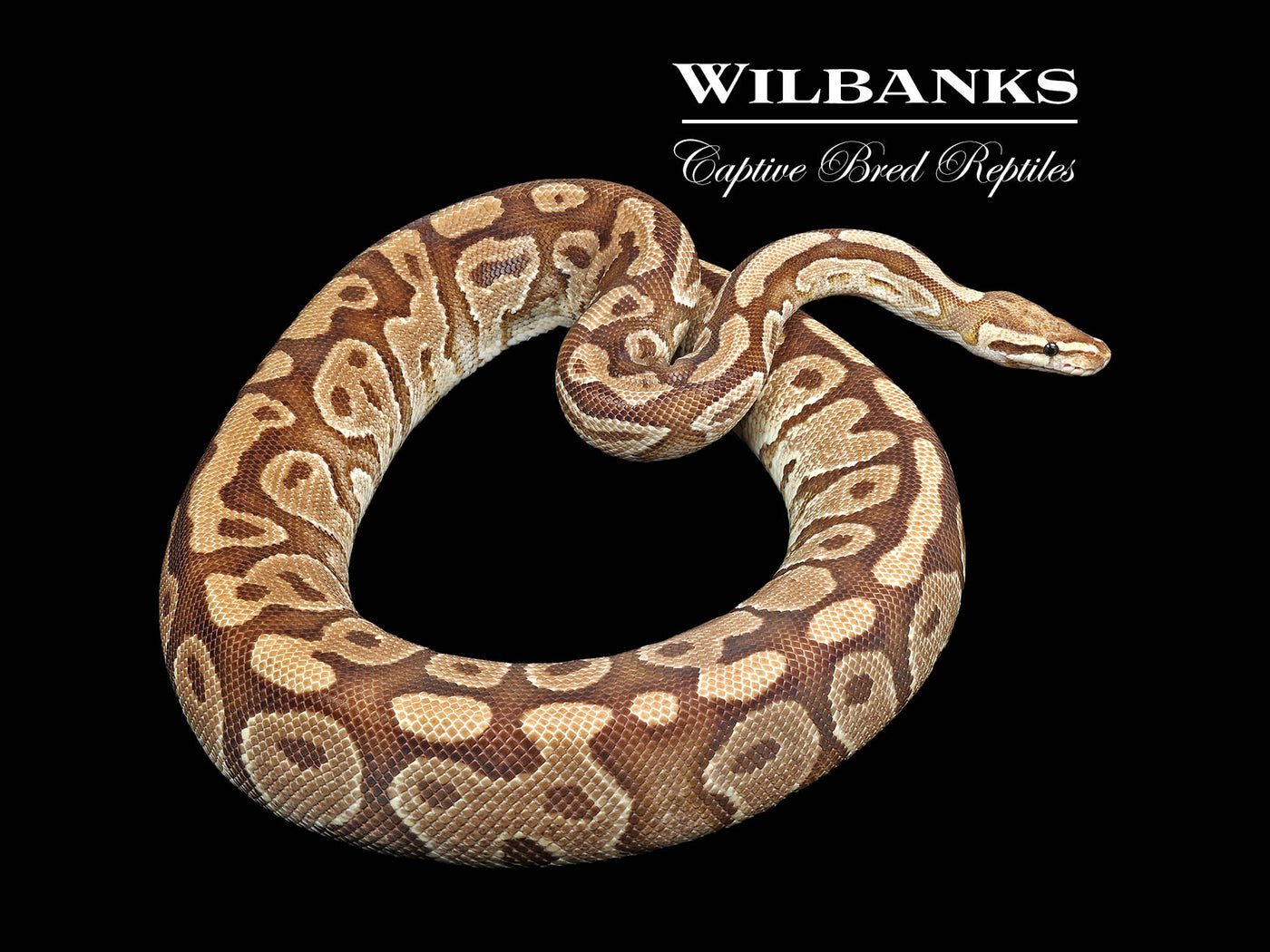 Fire (Proven Breeder) Ball Python ♀ '17