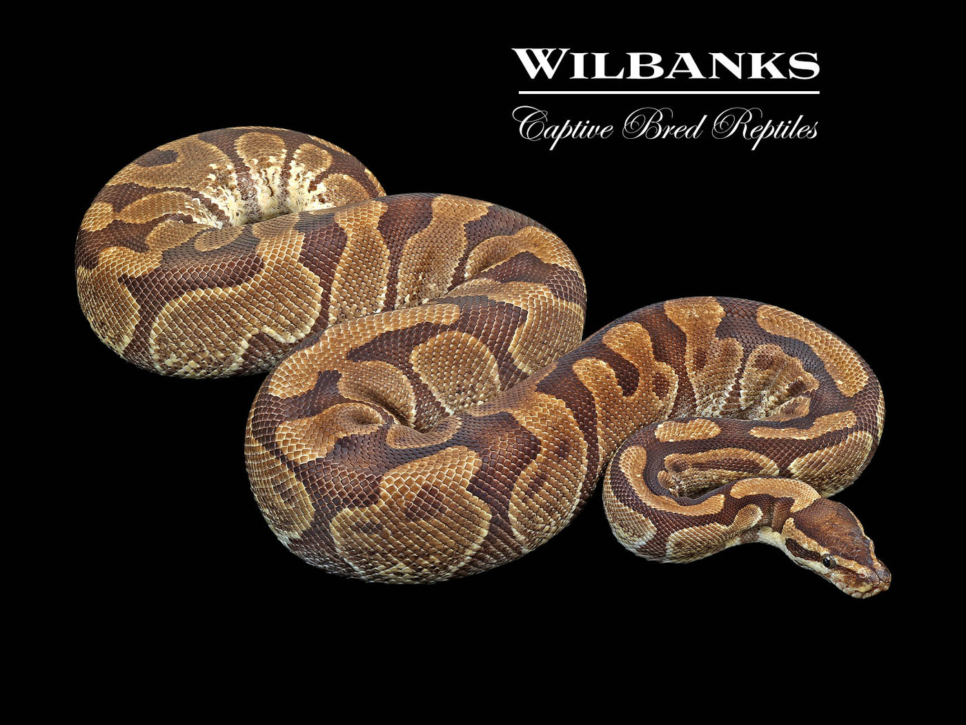 Enchi (Proven Breeder) Ball Python ♀ '17