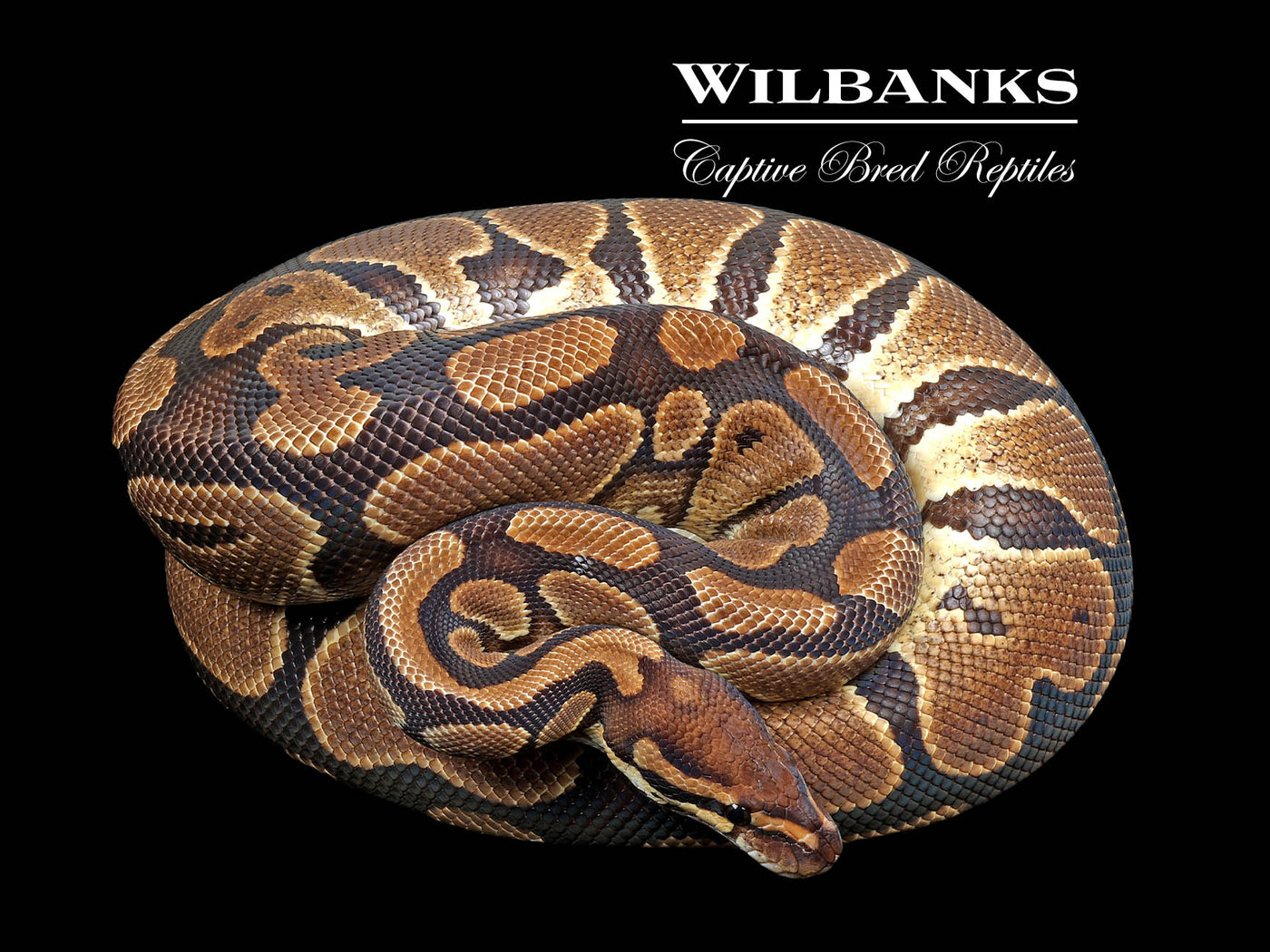 100% Het. Lavender Albino (Proven Breeder) Ball Python ♀ '18