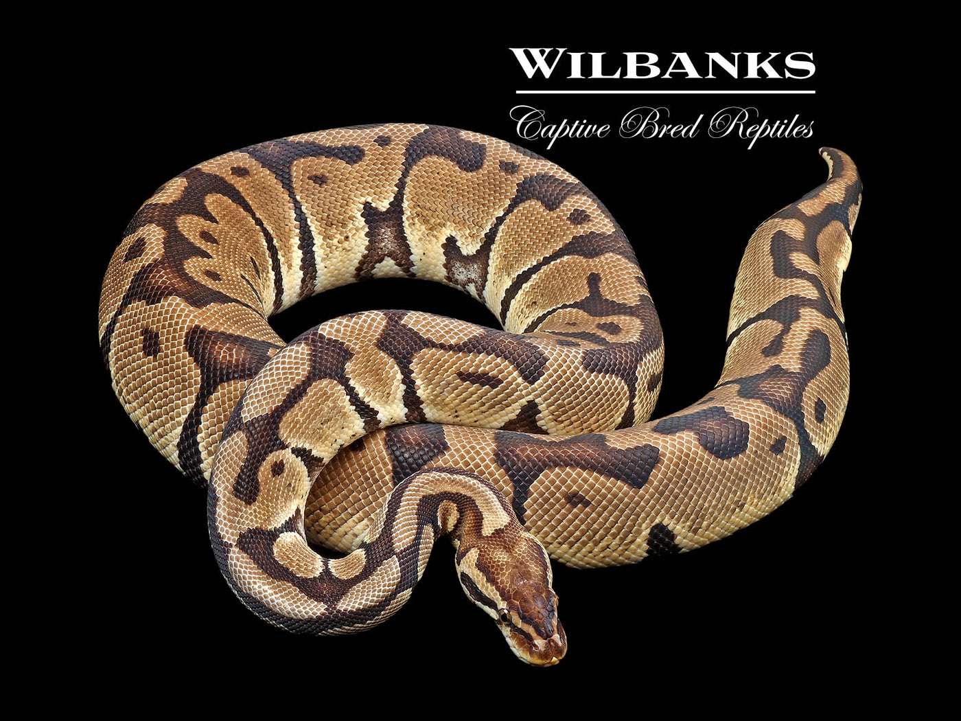 Pastel (Proven Breeder) Ball Python ♀ '17