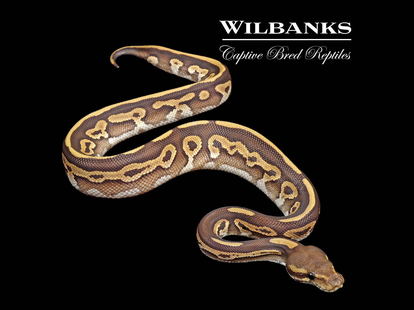 Leopard Mojave Orange Crush Ball Python ♂ '25 – Wilbanks Captive