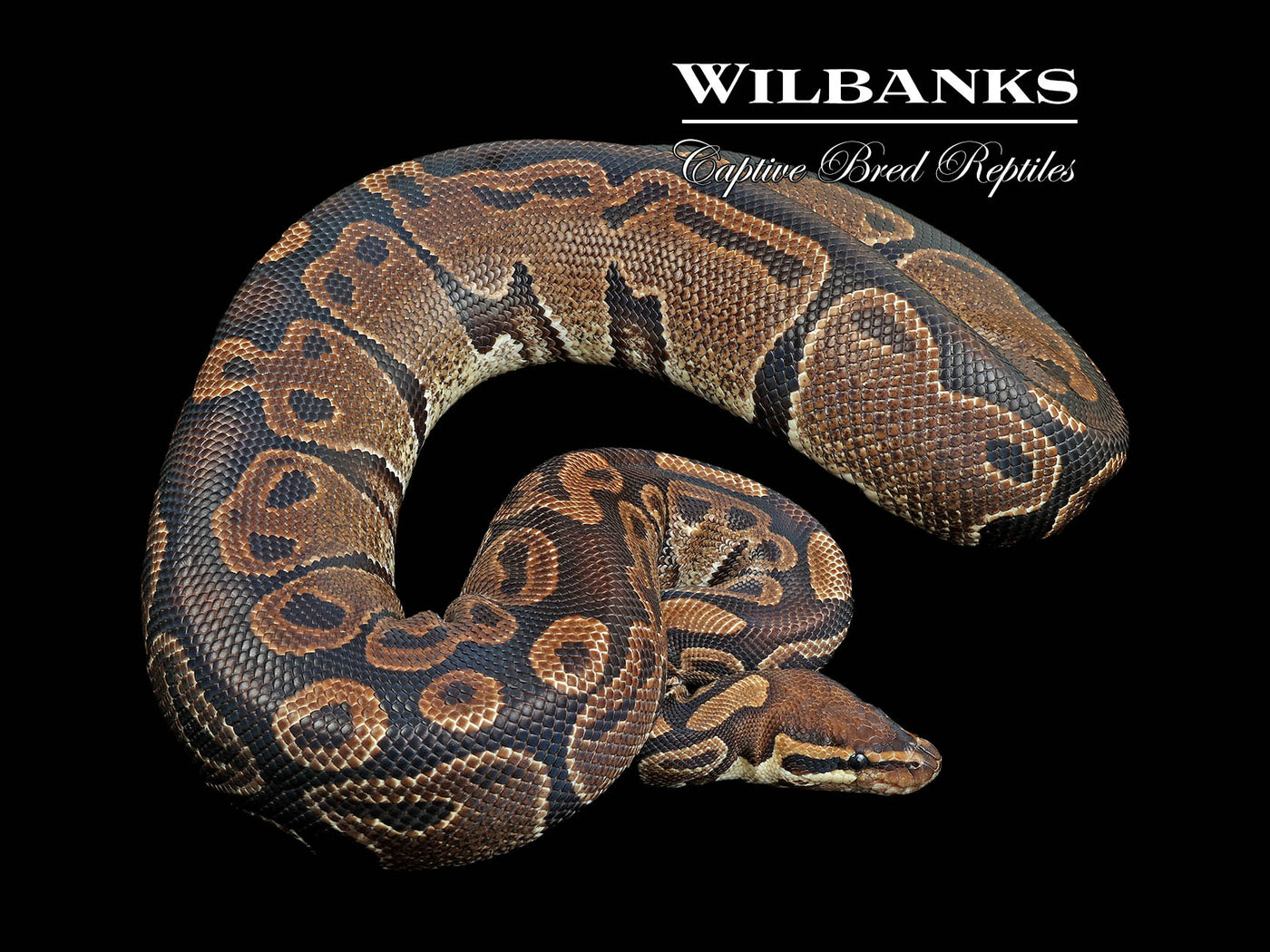 100% Het. Albino (Proven Breeder) Ball Python ♀ '18