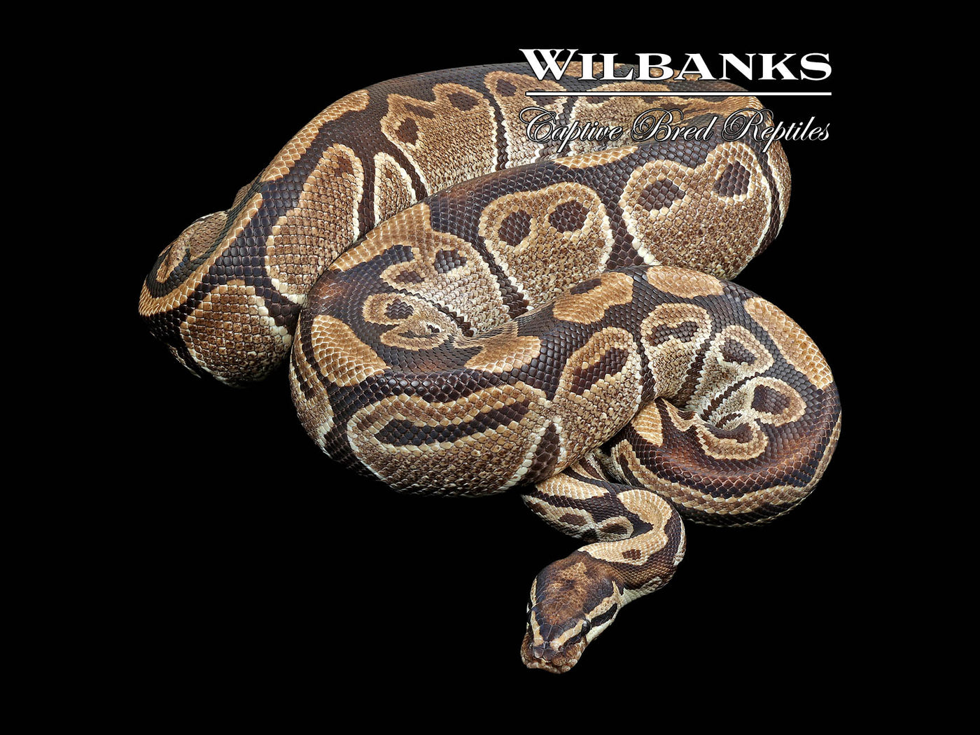 100% Het. Albino (Proven Breeder) Ball Python ♀ '18