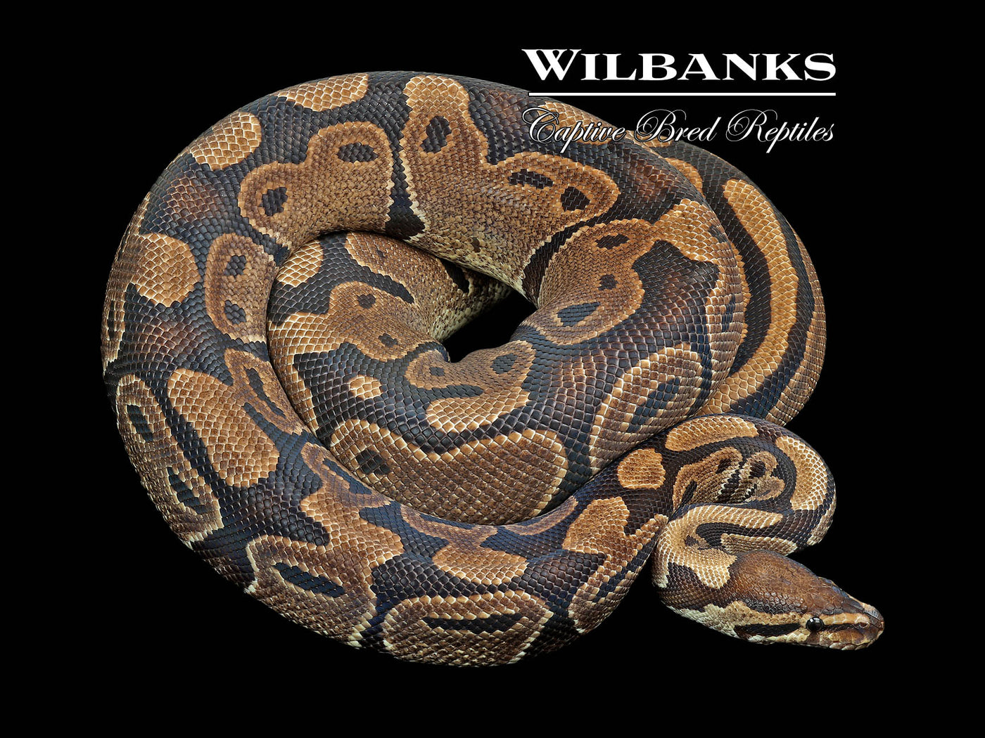 100% Het. Piebald (Proven Breeder) Ball Python ♀ '17