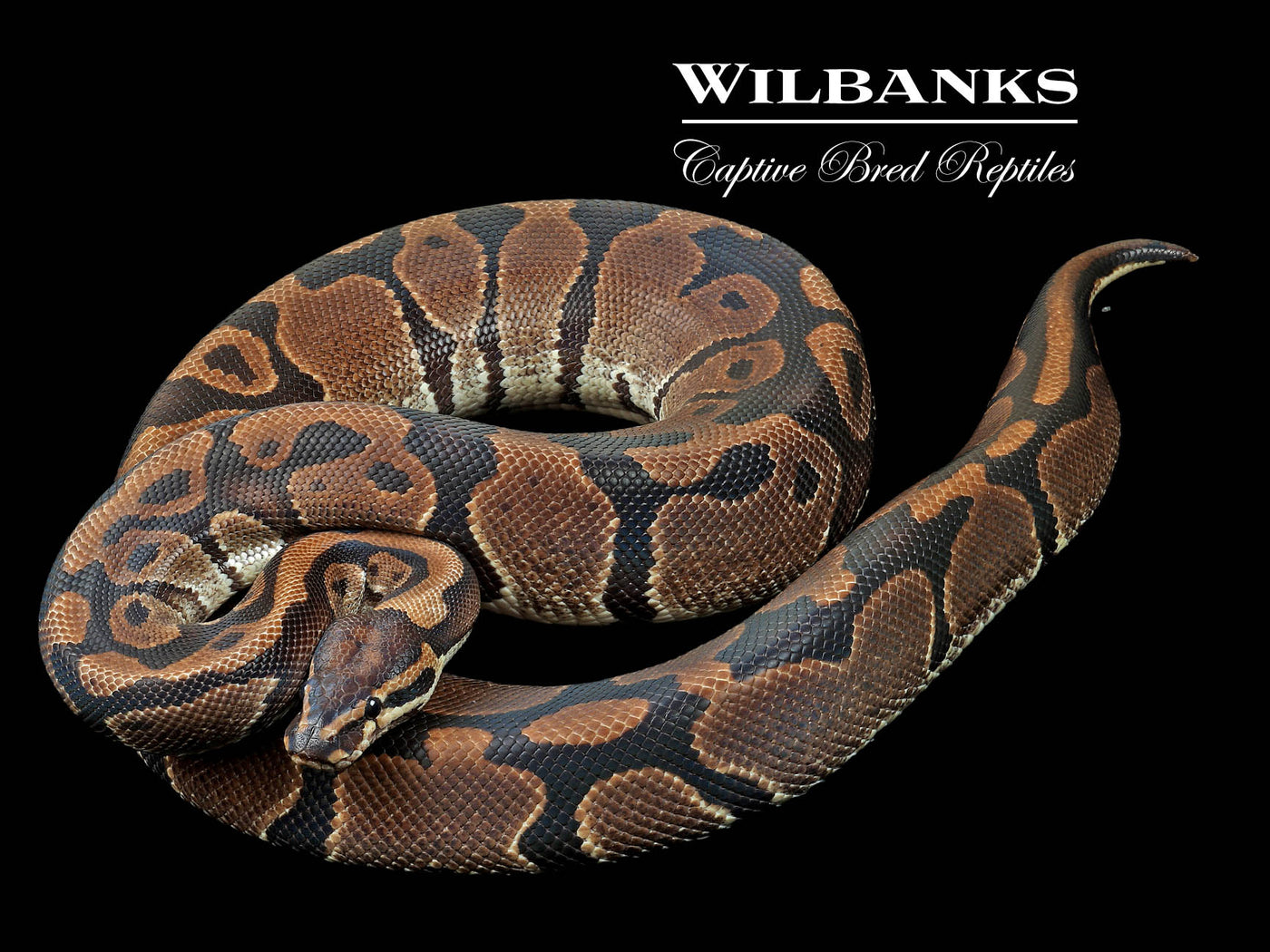 100% Het. Piebald (Proven Breeder) Ball Python ♀ '17