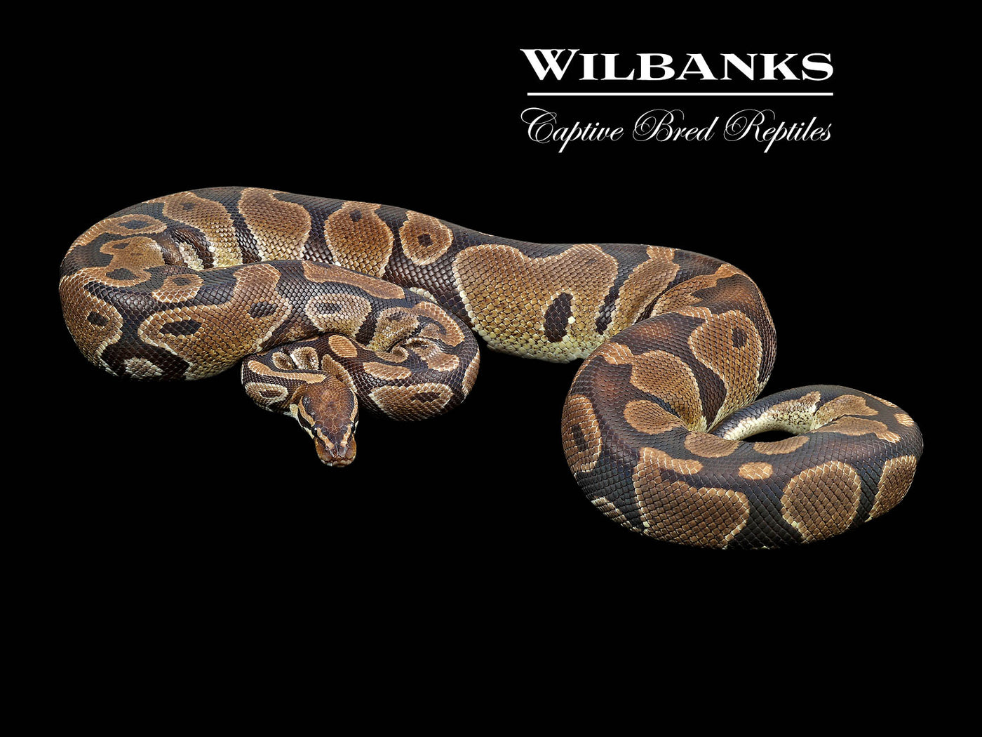 100% Het. Piebald (Proven Breeder) Ball Python ♀ '17