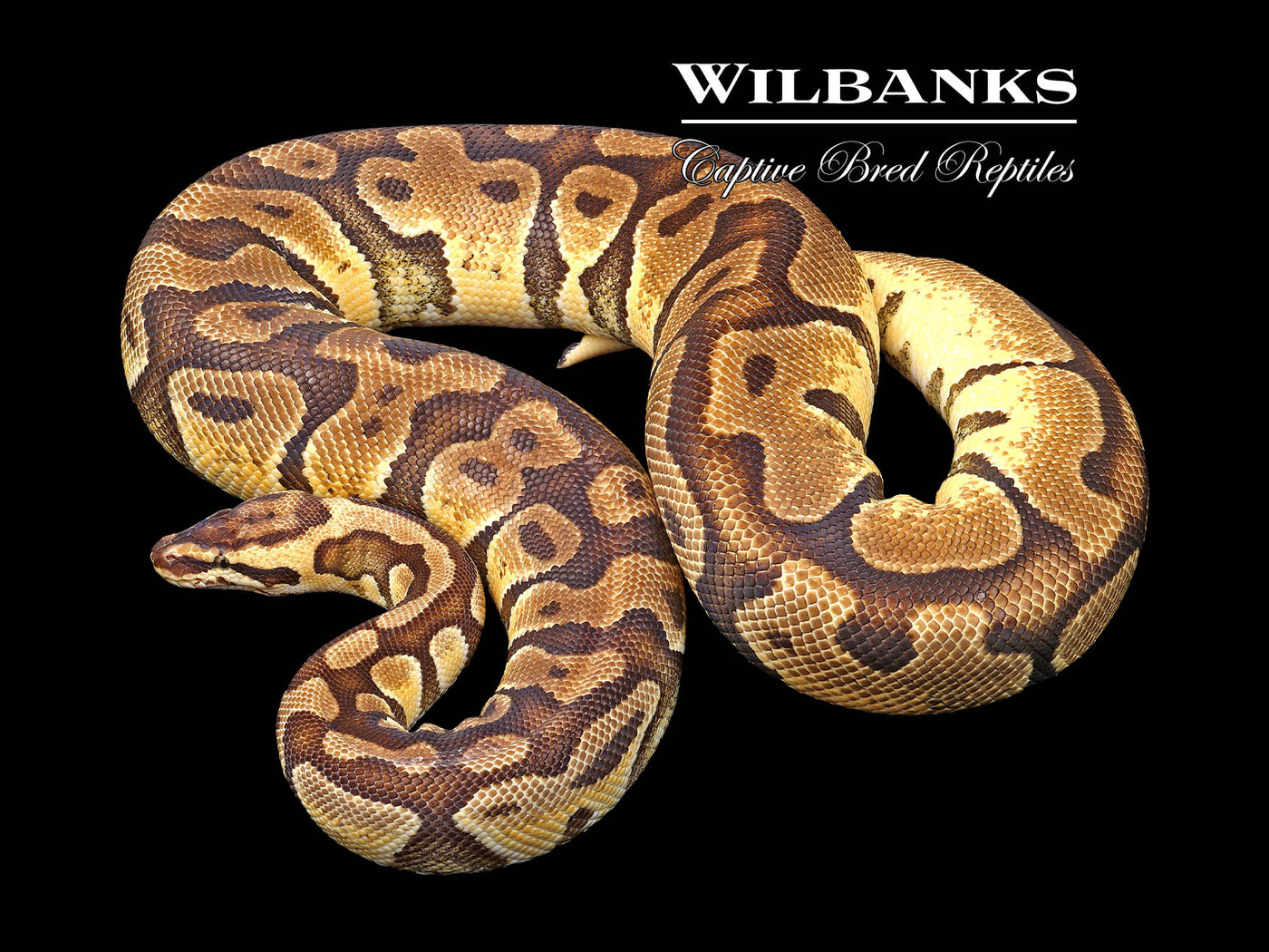 Pastel Enchi 100% DH Orange Crush Clown (Proven Breeder) Ball Python ♀ '18