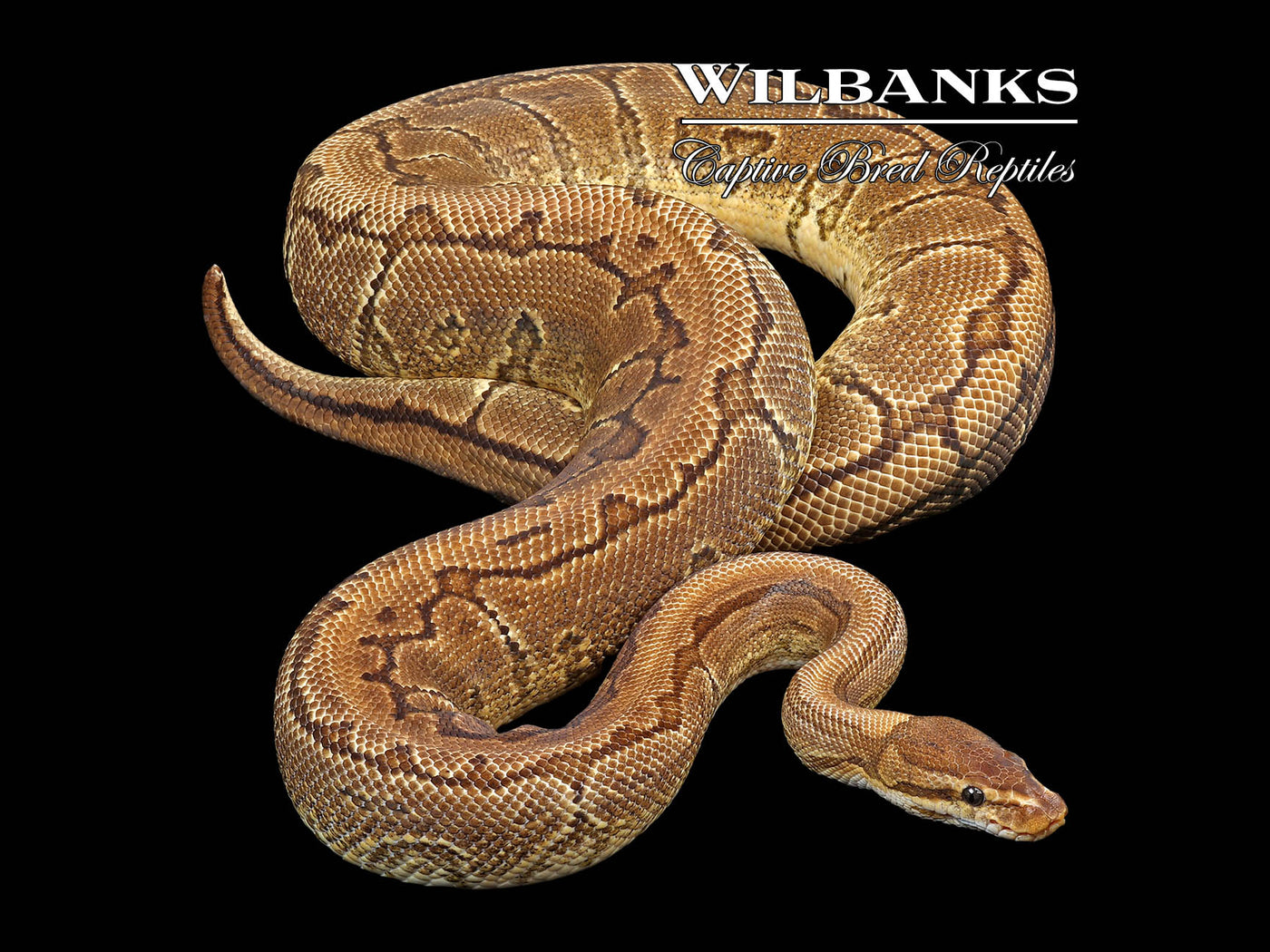 Pinstripe Yellow Belly 100% Het. Orange Crush (Proven Breeder) Ball Python ♀ '18