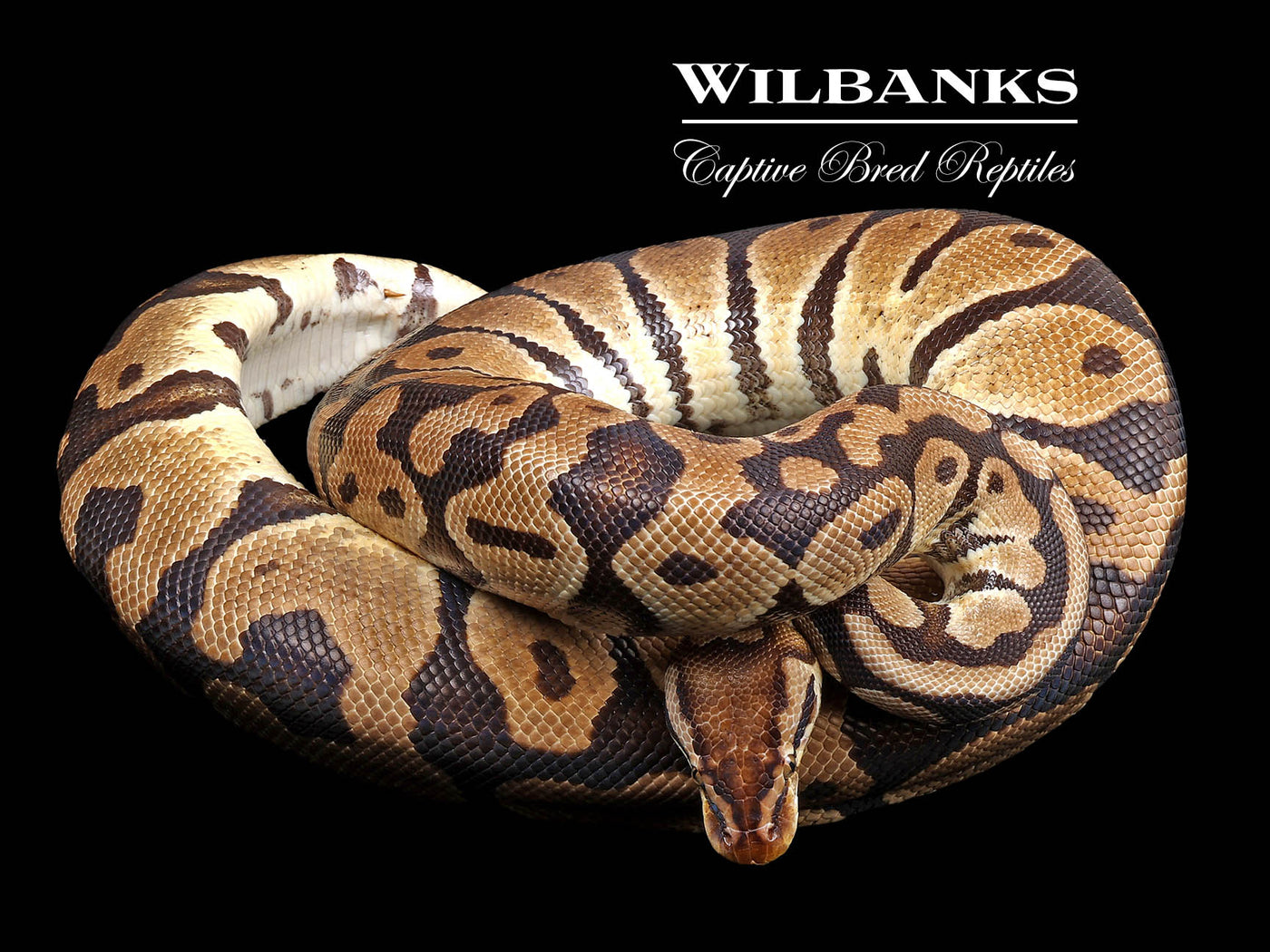 Pastel 100% Het. Clown (Proven Breeder) Ball Python ♀ '17