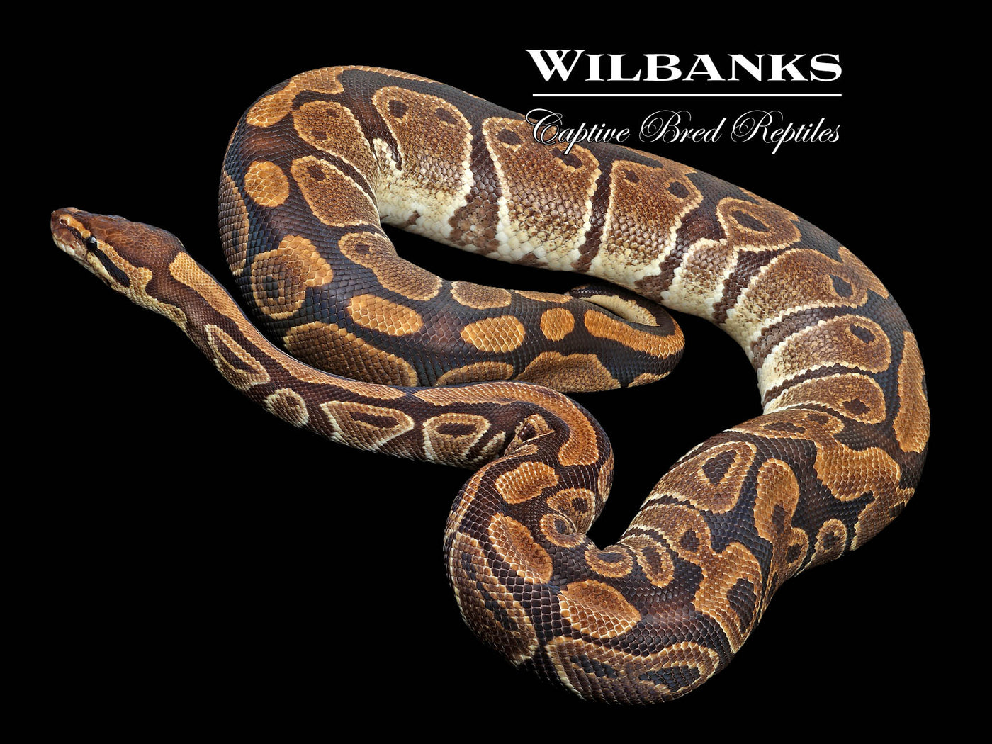 100% Het. Clown (Proven Breeder) Ball Python ♀ '18