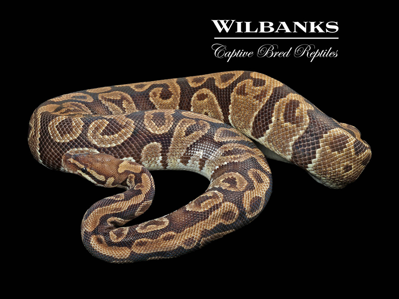 Normal (Proven Breeder) Ball Python ♀ '18