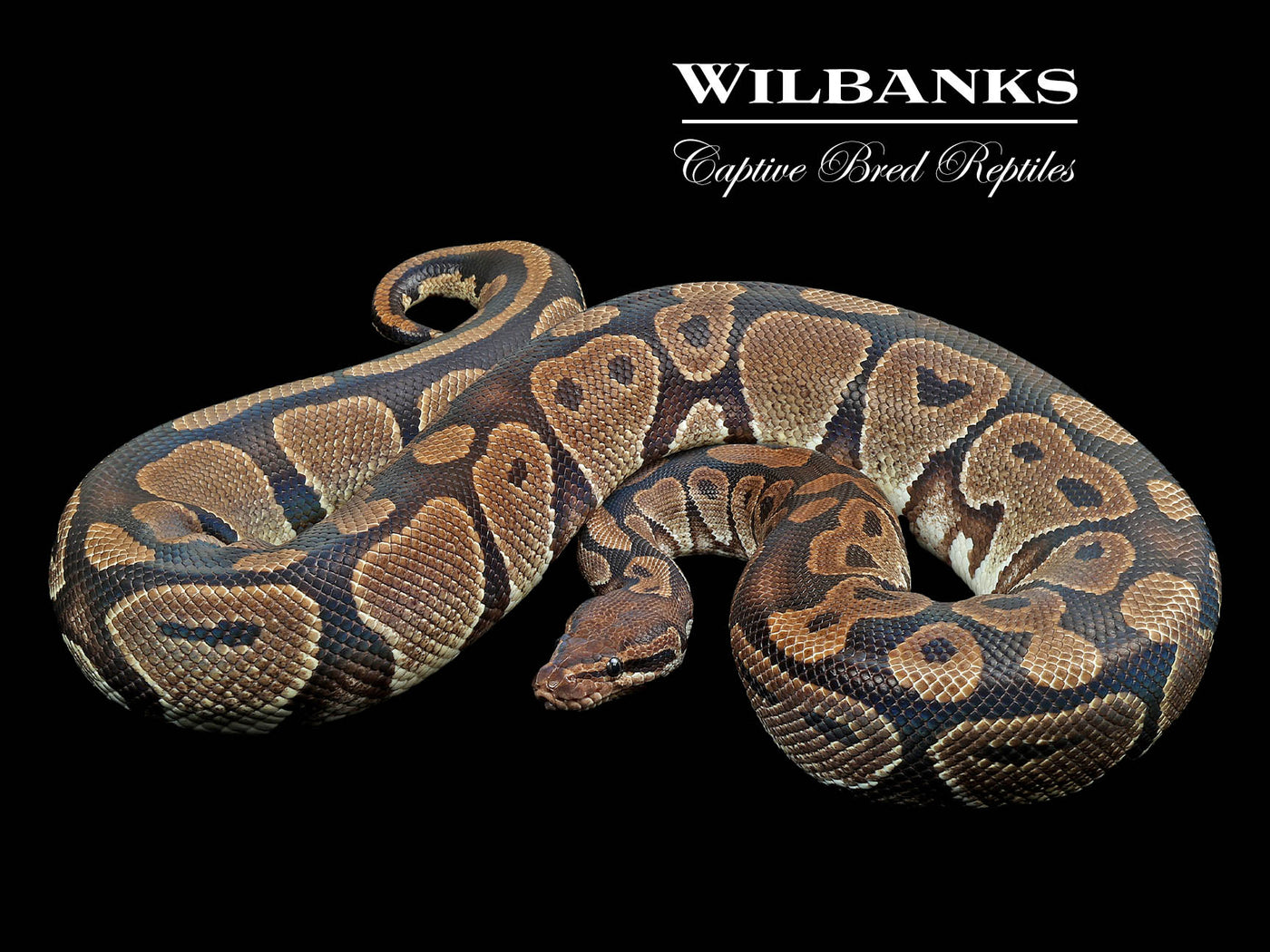 100% Het. VPI Axanthic (Proven Breeder) Ball Python ♀ '17