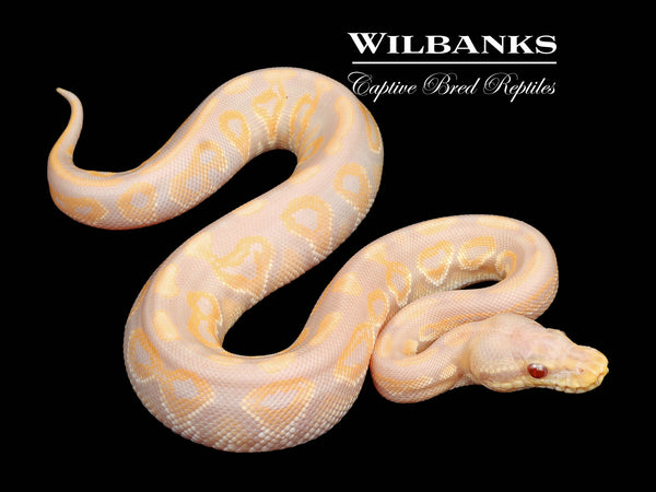 Ball Python Cinnamon レイアウト装飾オーダー品【axu様】 Cinnamon Candy Ball Python ♂ '25 – Wilbanks Captive Bred Reptiles