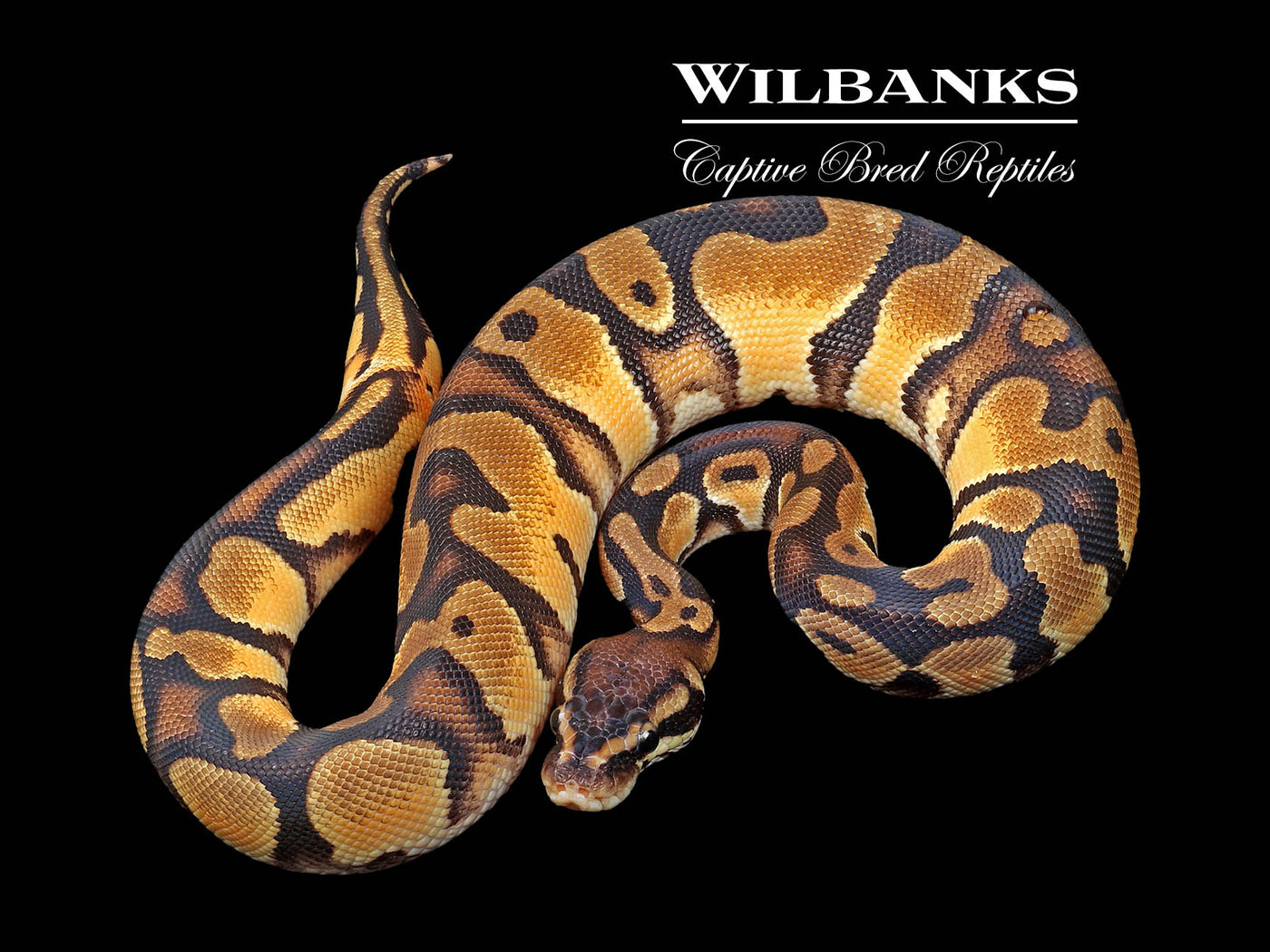 Pastel Orange Dream 100% Het. Pied Ball Python ♂ '24