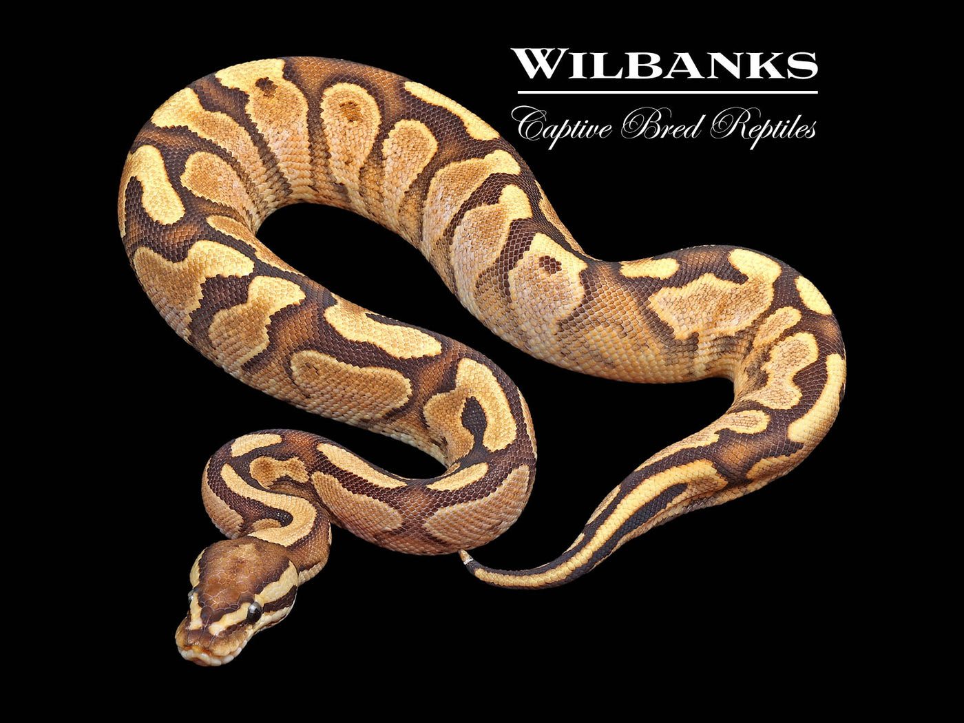 Fire Sugar Yellow Belly 100% Het. Clown Ball Python ♂ '24