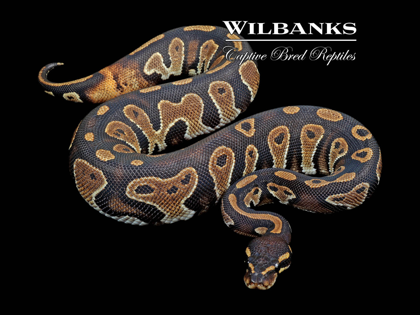 Blackhead 100% Het. Pied Ball Python ♀ '24