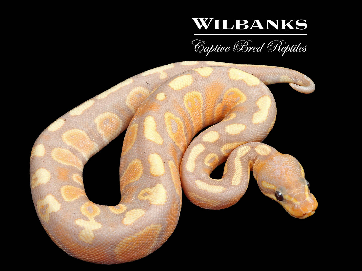 Banana Mahogany 100% Het. Pied Ball Python ♂ '24