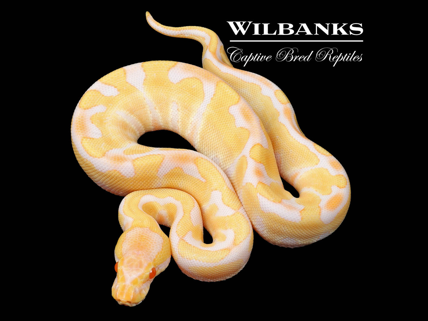 Albino Enchi Ball Python ♀ '24