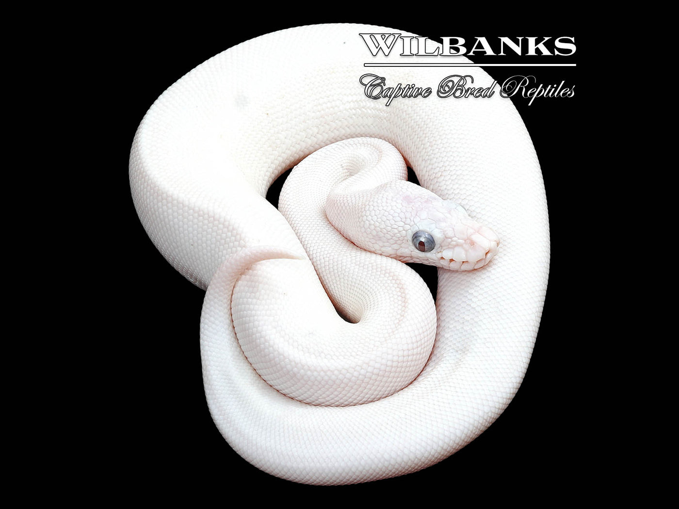 Blue Eyed Leucistic (Mojave Butter) Ball Python ♀ '24