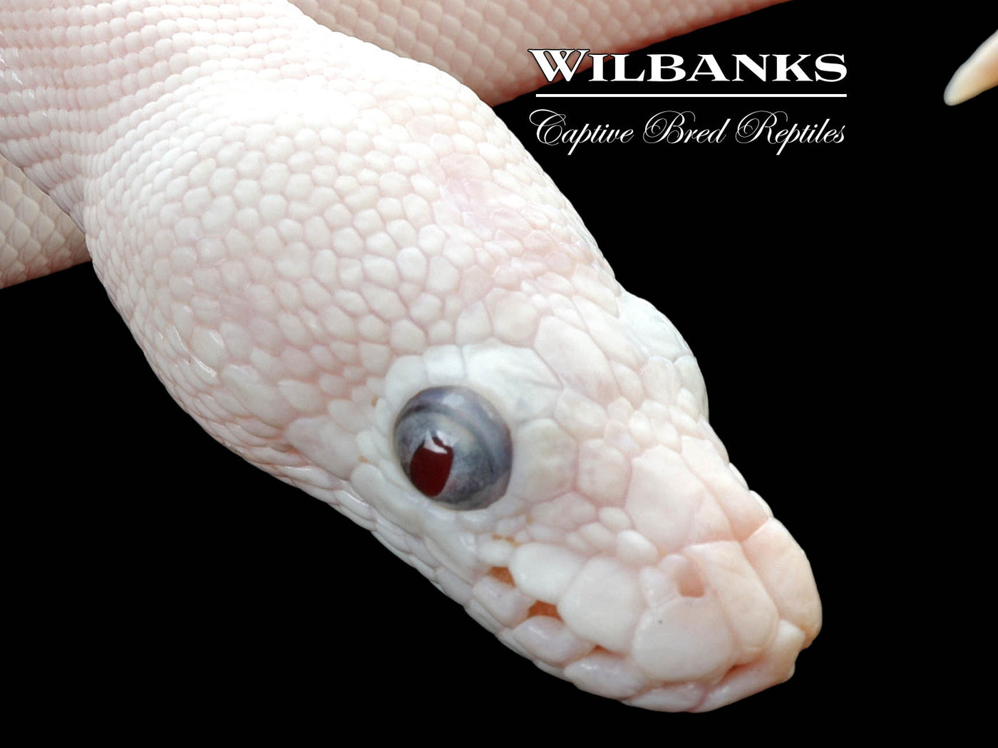 Blue Eyed Leucistic (Mojave Butter) Ball Python ♀ '24