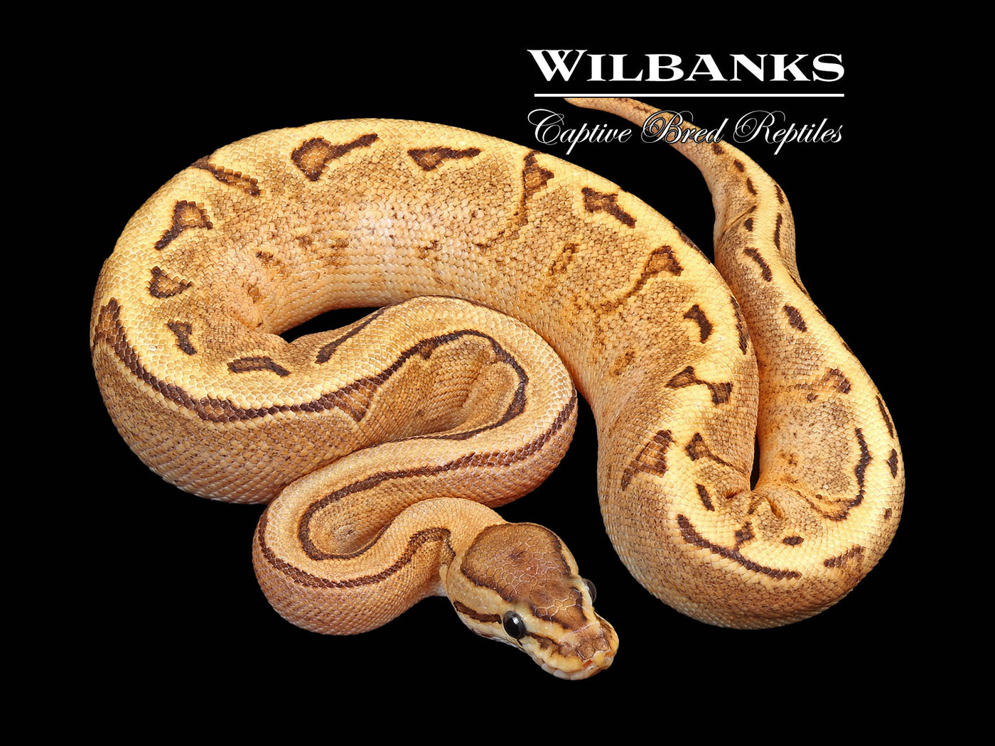 Sugar Fire Pinstripe 100% Het. Pied Ball Python ♀ '24