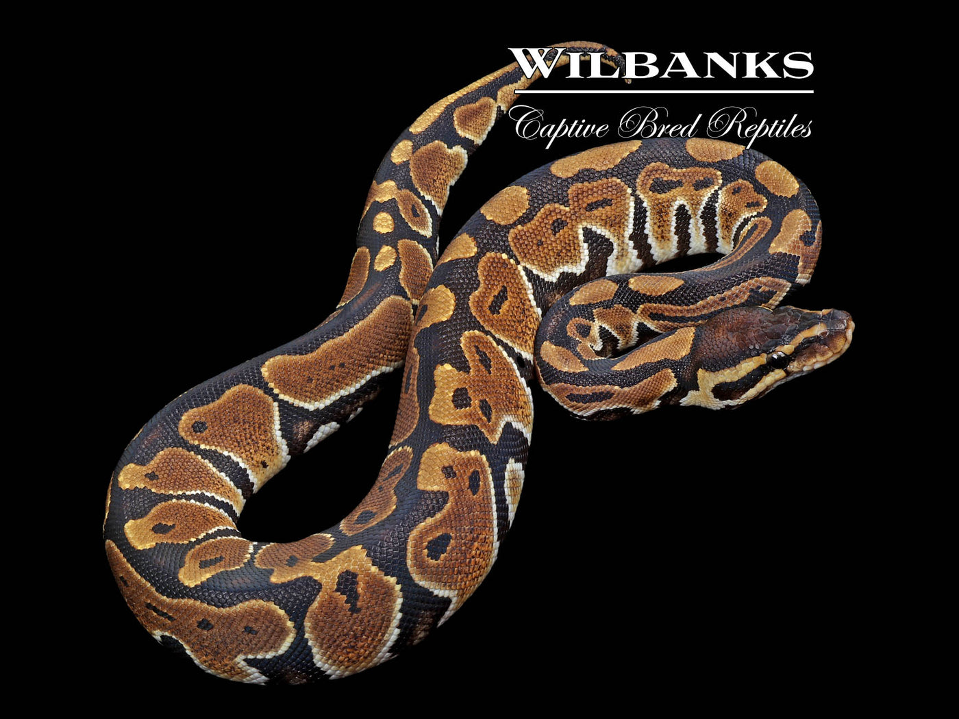 100% Het. Candy Ball Python ♀ '24