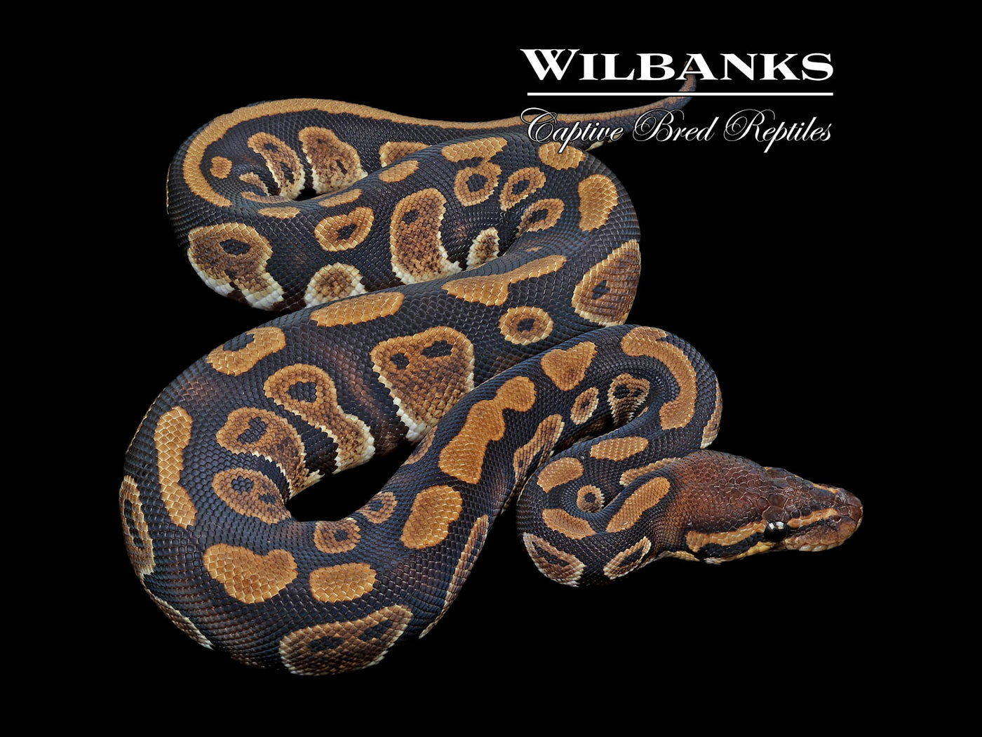 Mahogany 100% Het. Pied Ball Python ♂ '24