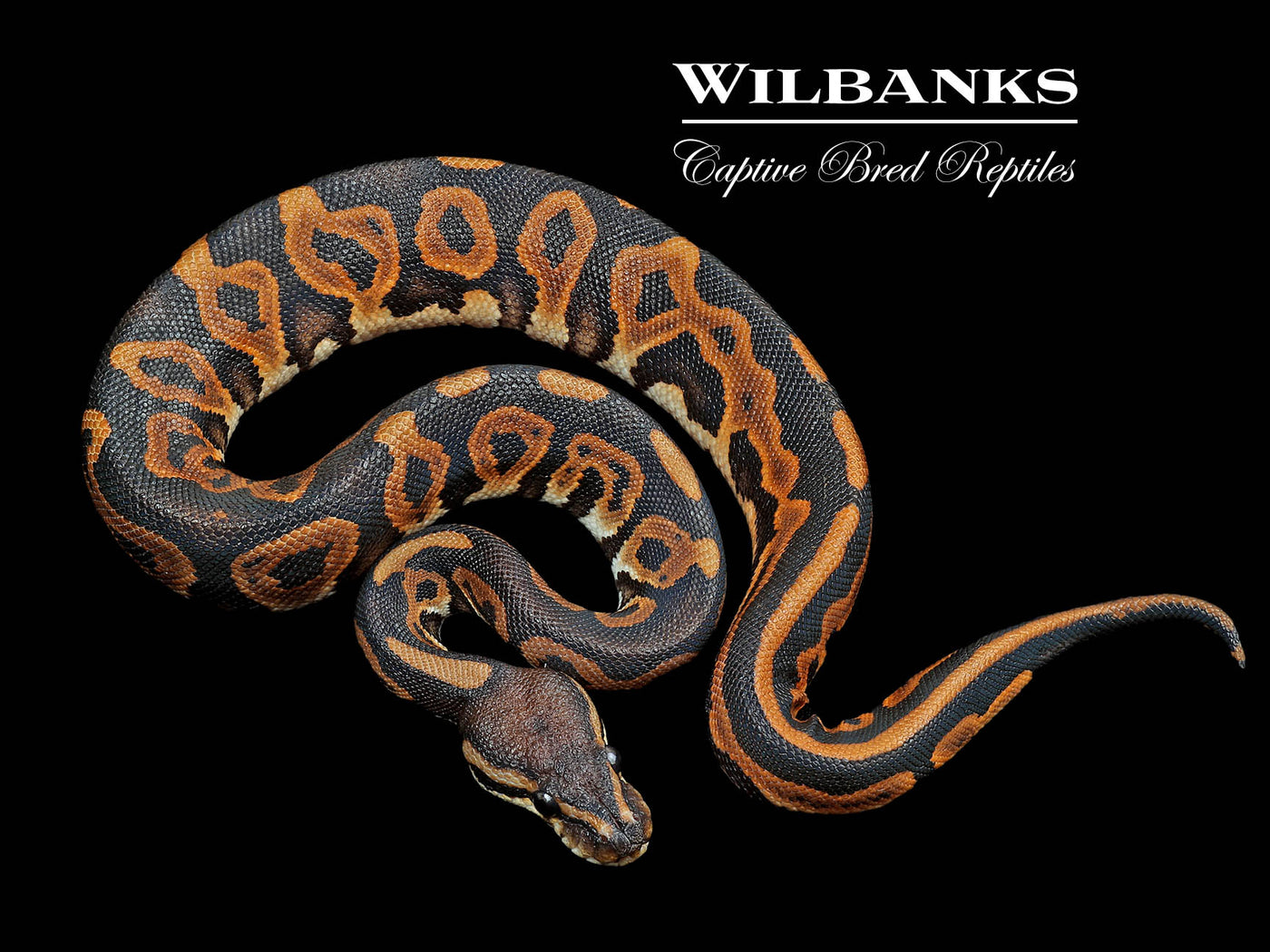 Leopard Black Pastel Yellow Belly 100% Het. Albino Ball Python ♂ '24