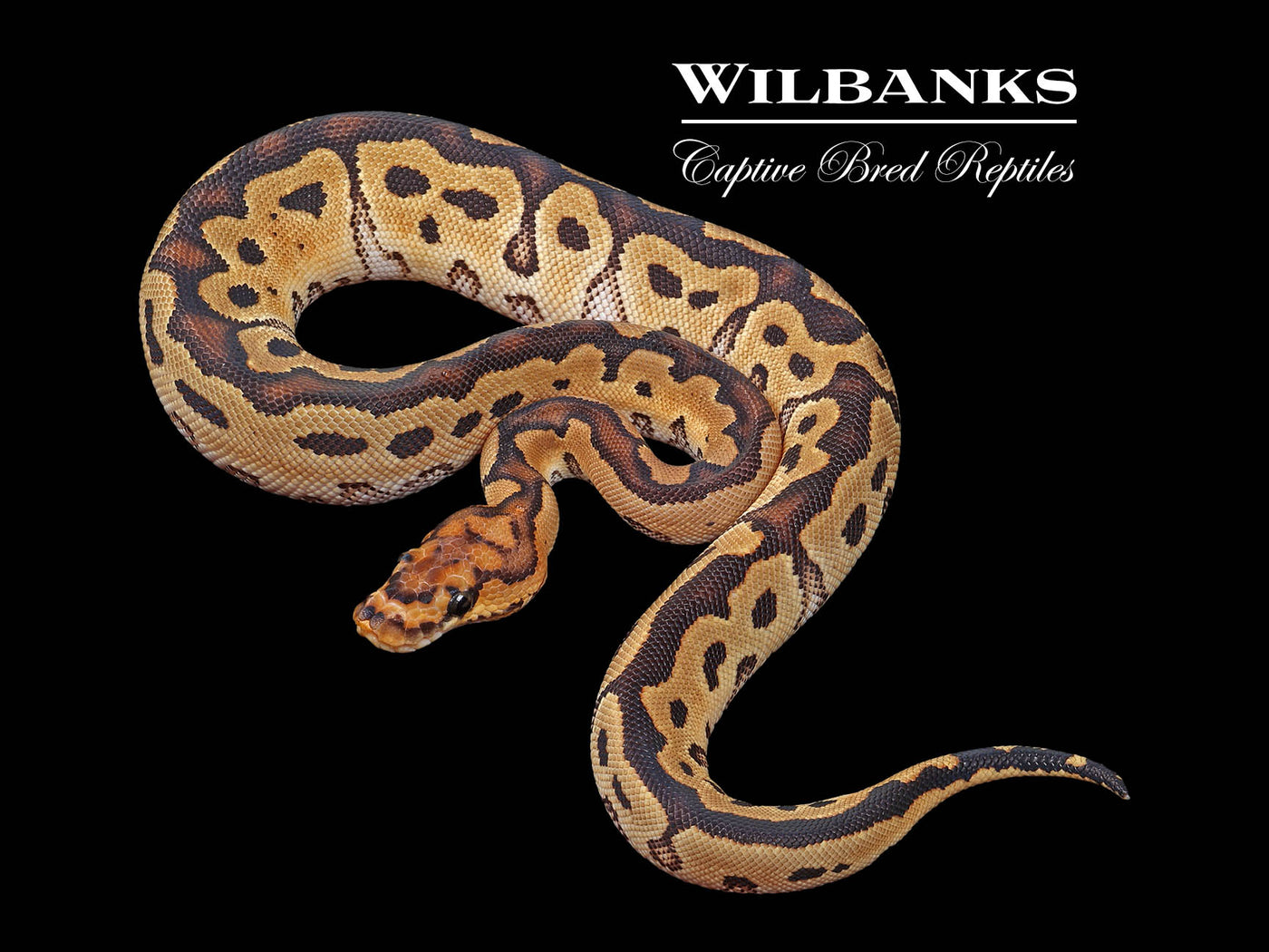 Clown Ball Python ♀ '24