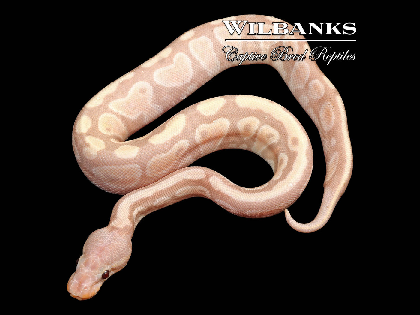 Banana Mahogany 100% Het. Pied Ball Python ♀ '24