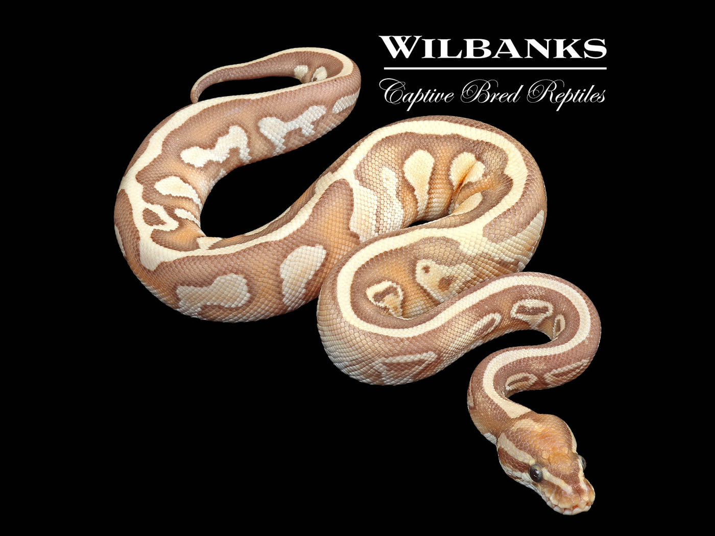 Banana Butter Leopard Ball Python ♂ '24