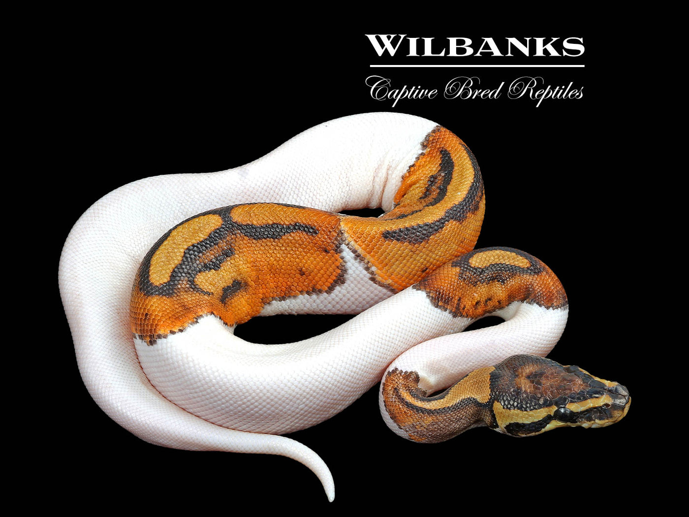 Pied Ball Python ♀ '24