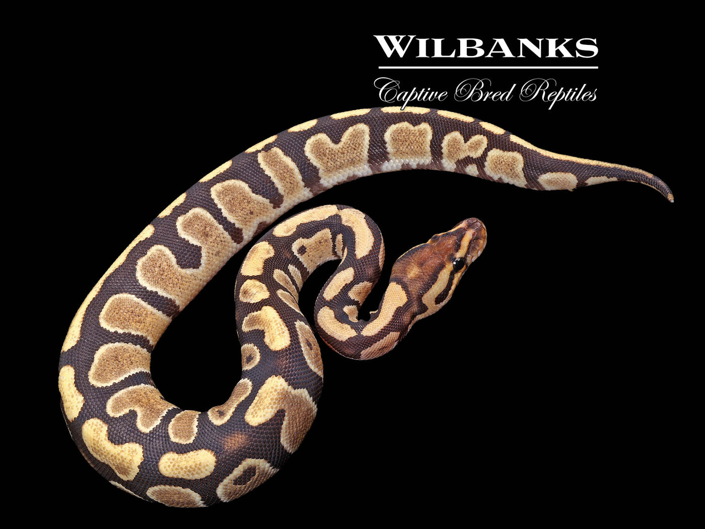 Fire 100% Het. Clown Ball Python ♀ '24