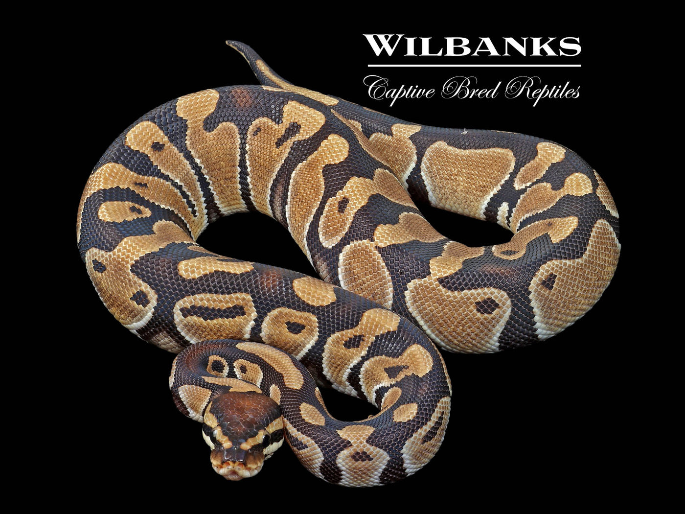 100% DH Sunset Clown Ball Python ♀ '24