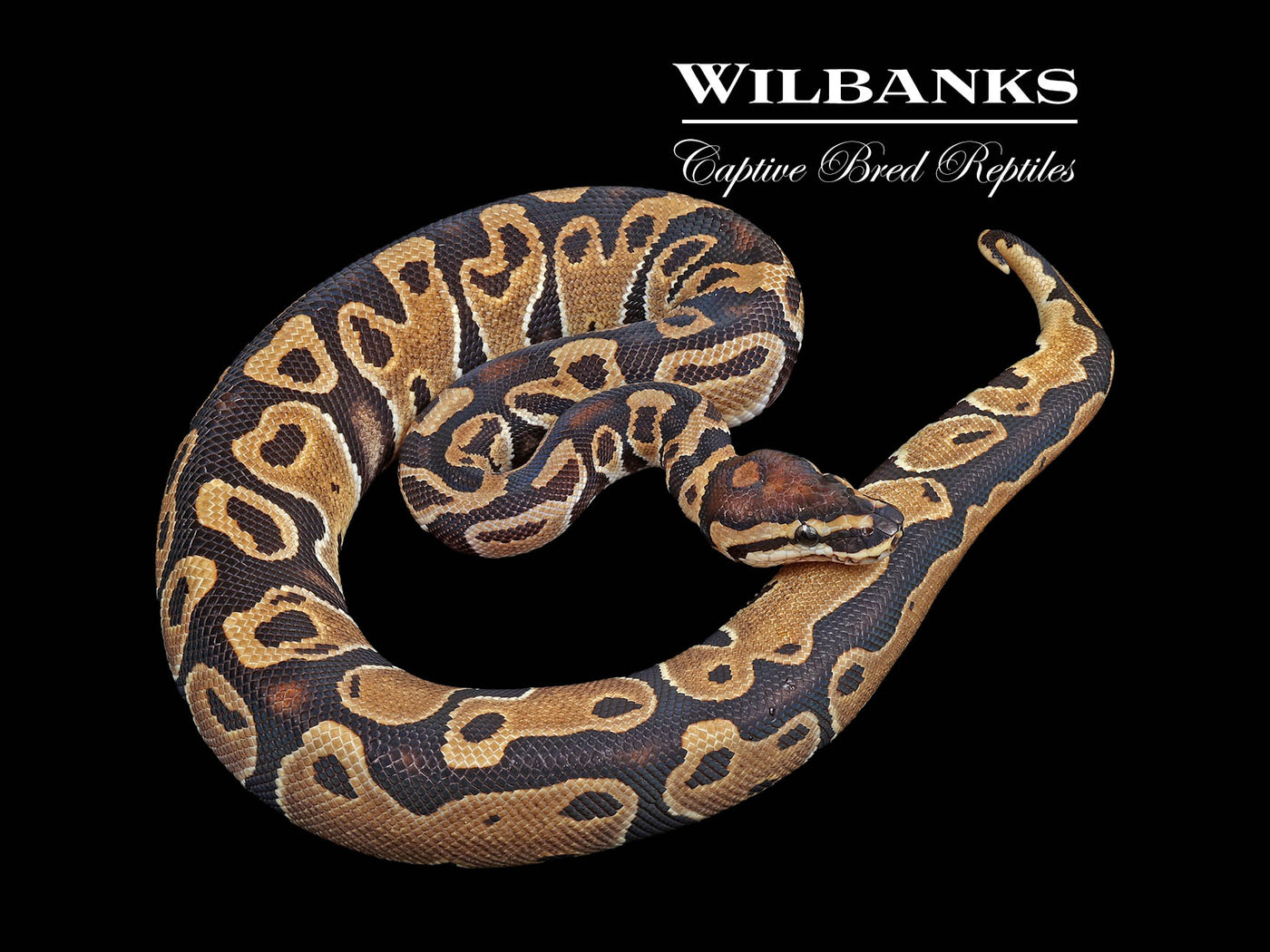 100% DH Sunset Clown Ball Python ♀ '24
