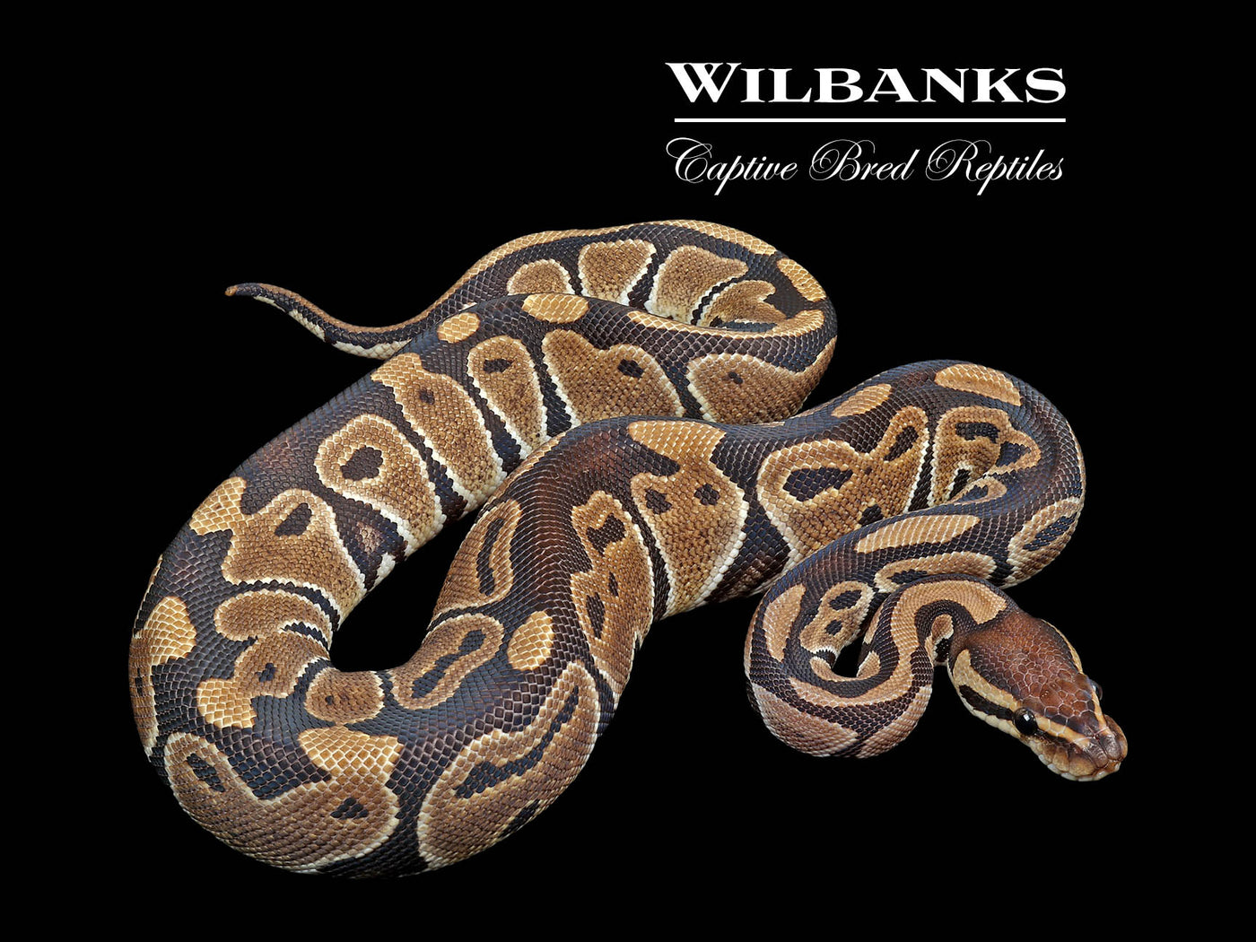 100% DH Lavender Albino Clown Ball Python ♀ '24
