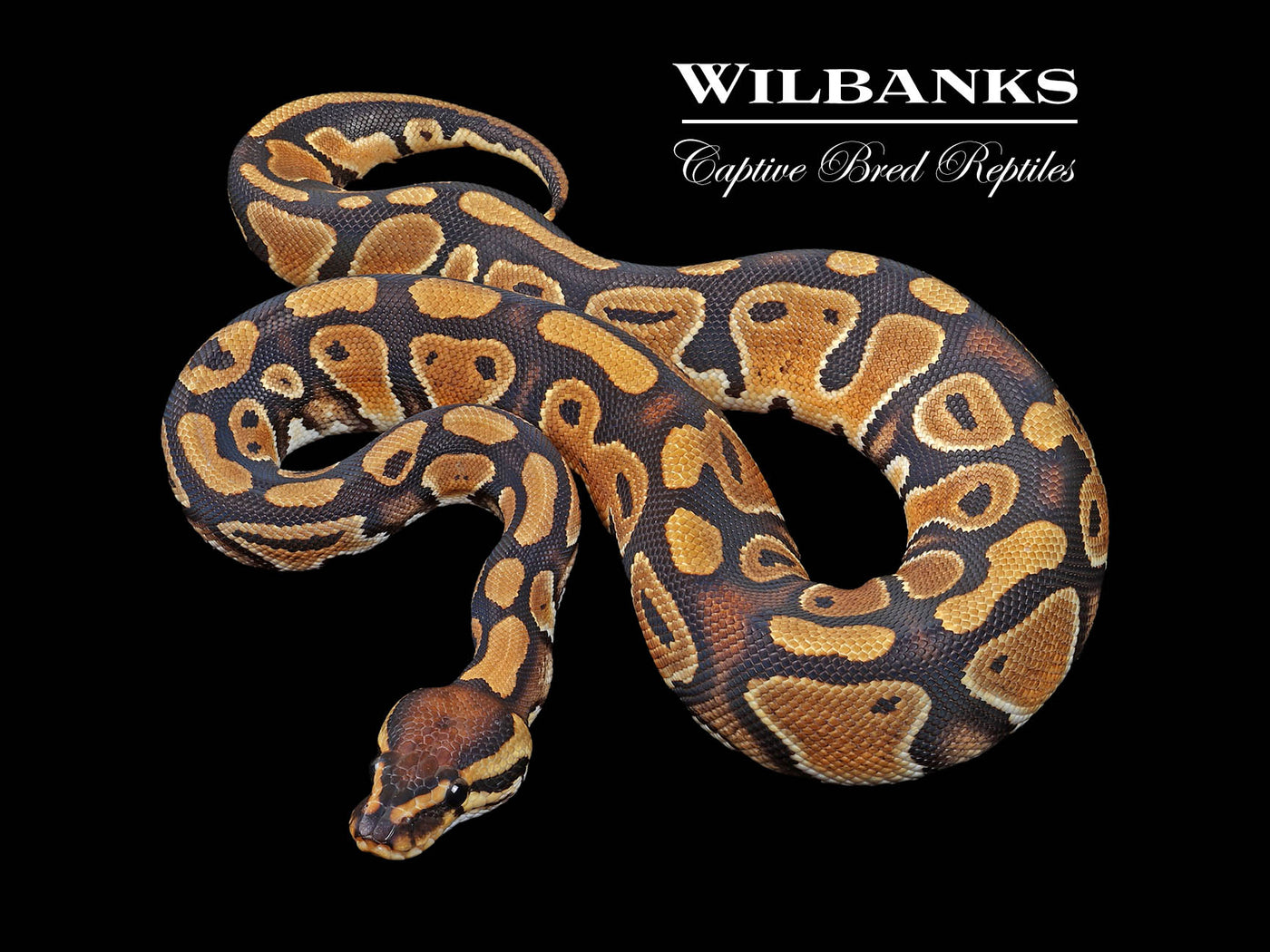 100% DH Clown Pied Ball Python ♀ '24